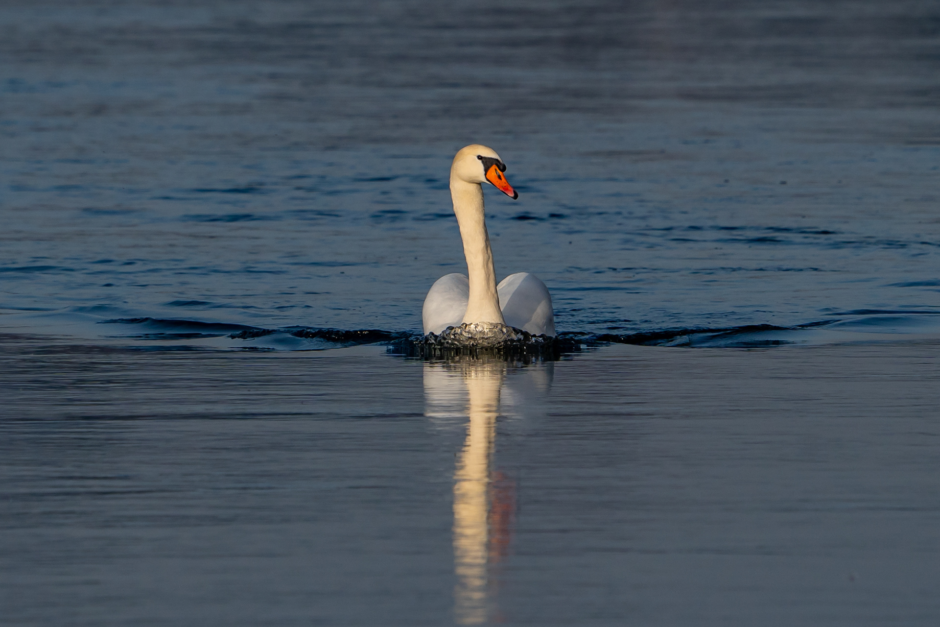 Schwan im Morgenlicht