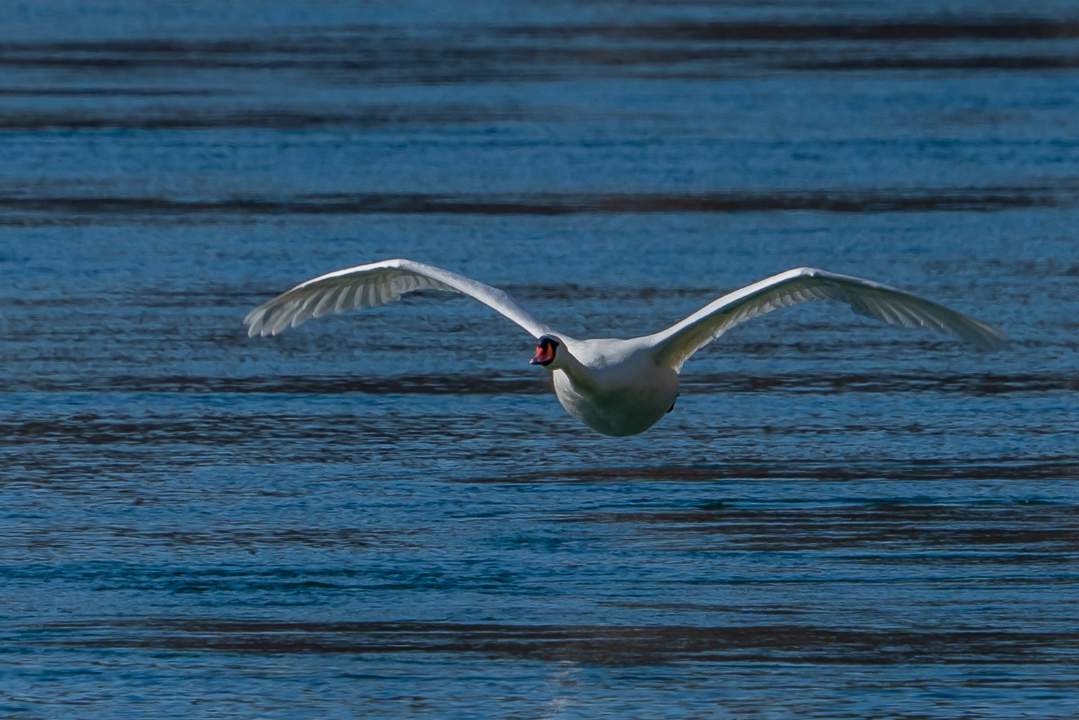 Schwan in Waldshut am Rhein