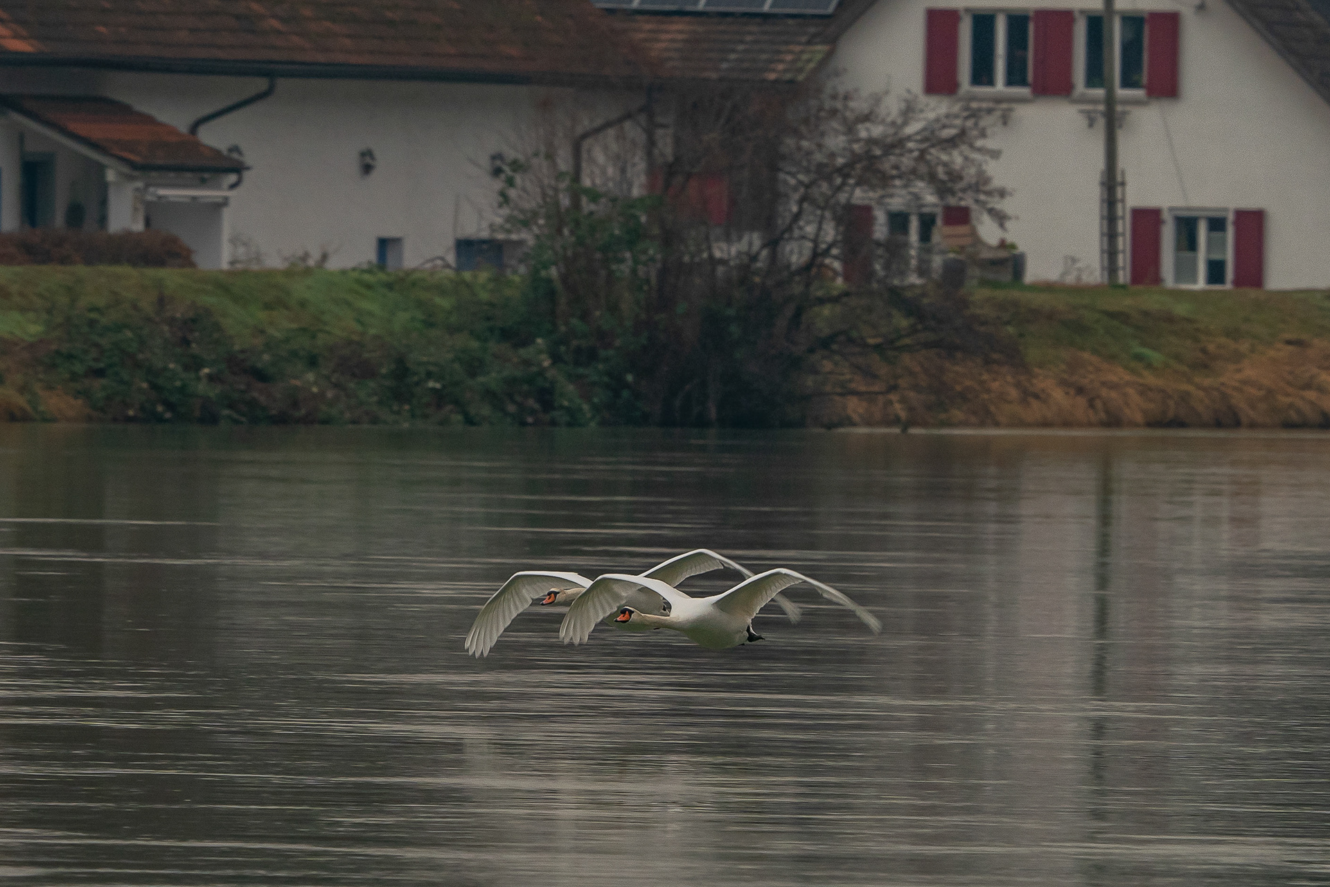 Schwäne bei Waldshut