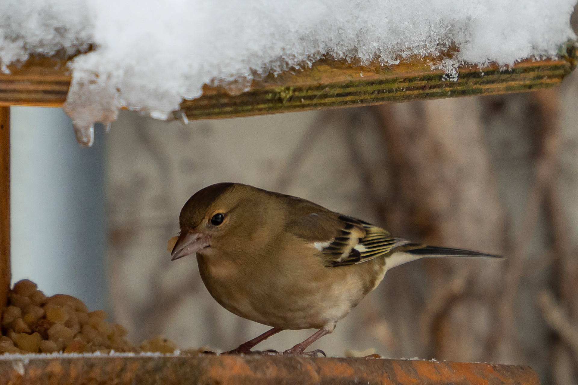 Besuch im Vogelhaus