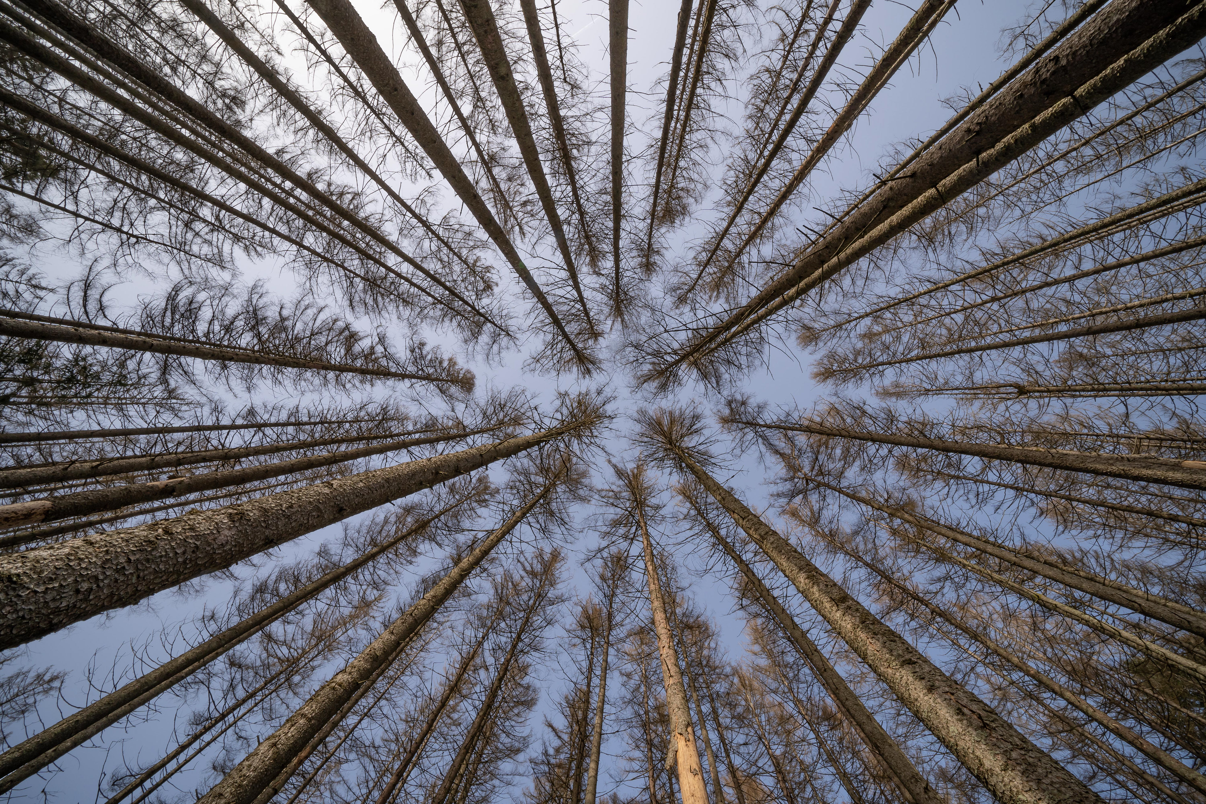 Abgestorbene Tannen bei Nöggenschwiel