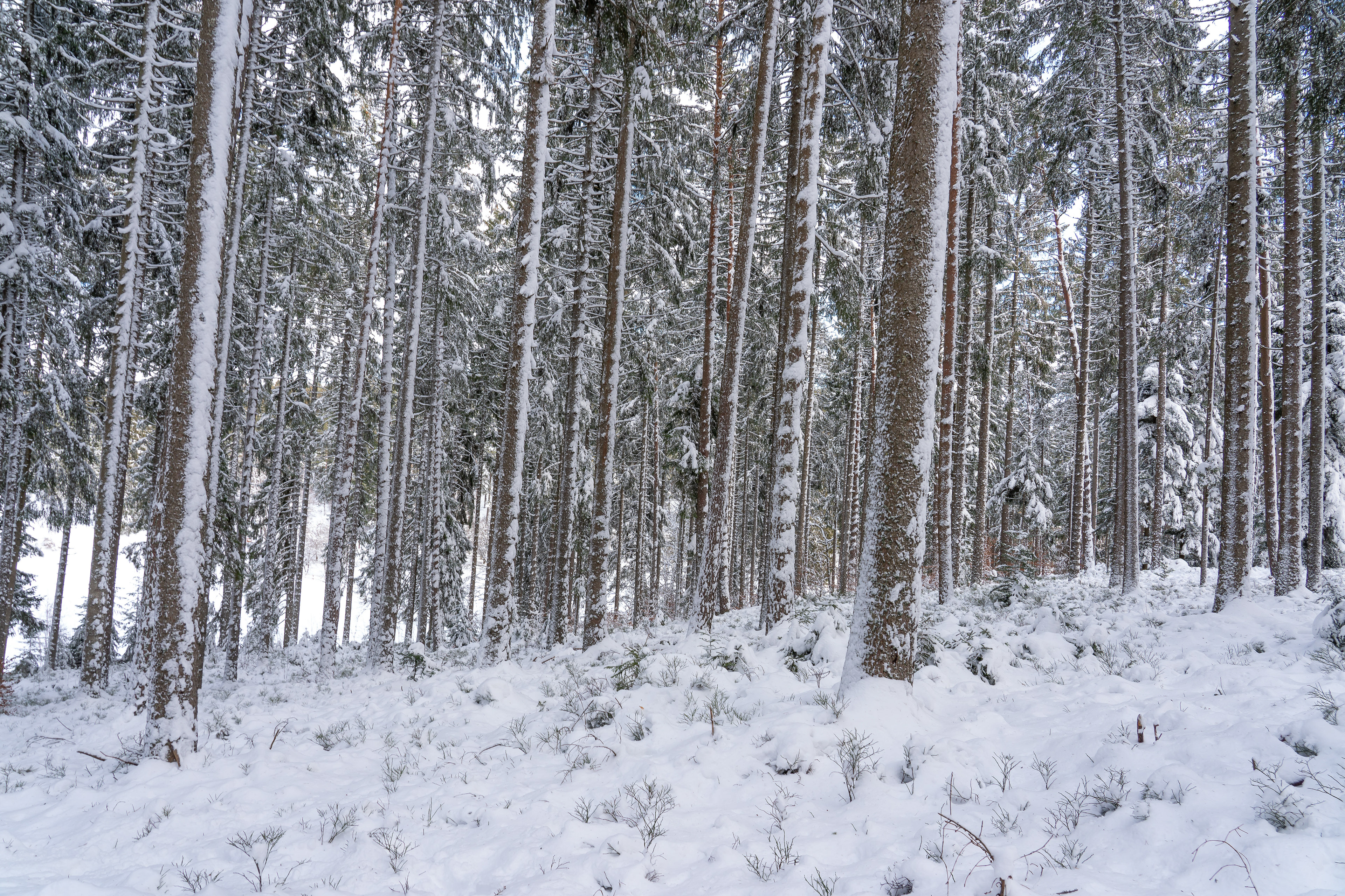 Winter bei Grafenhausen
