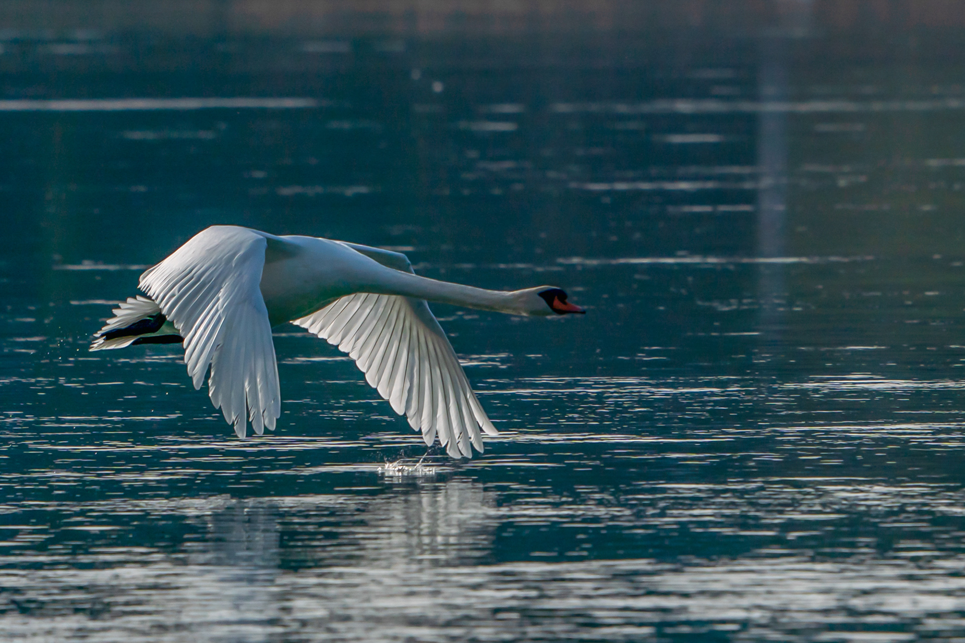 Schwan im Morgenlicht