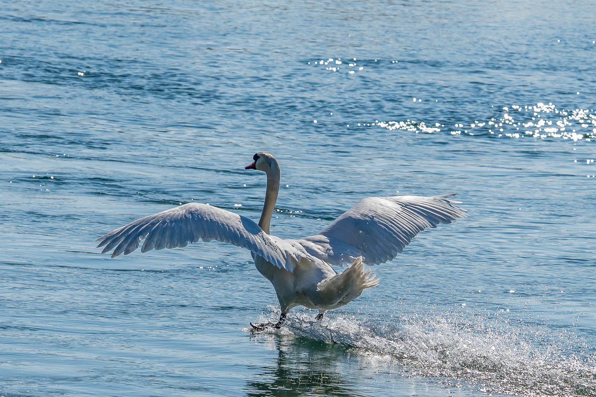 Schwan in Waldshut am Rhein