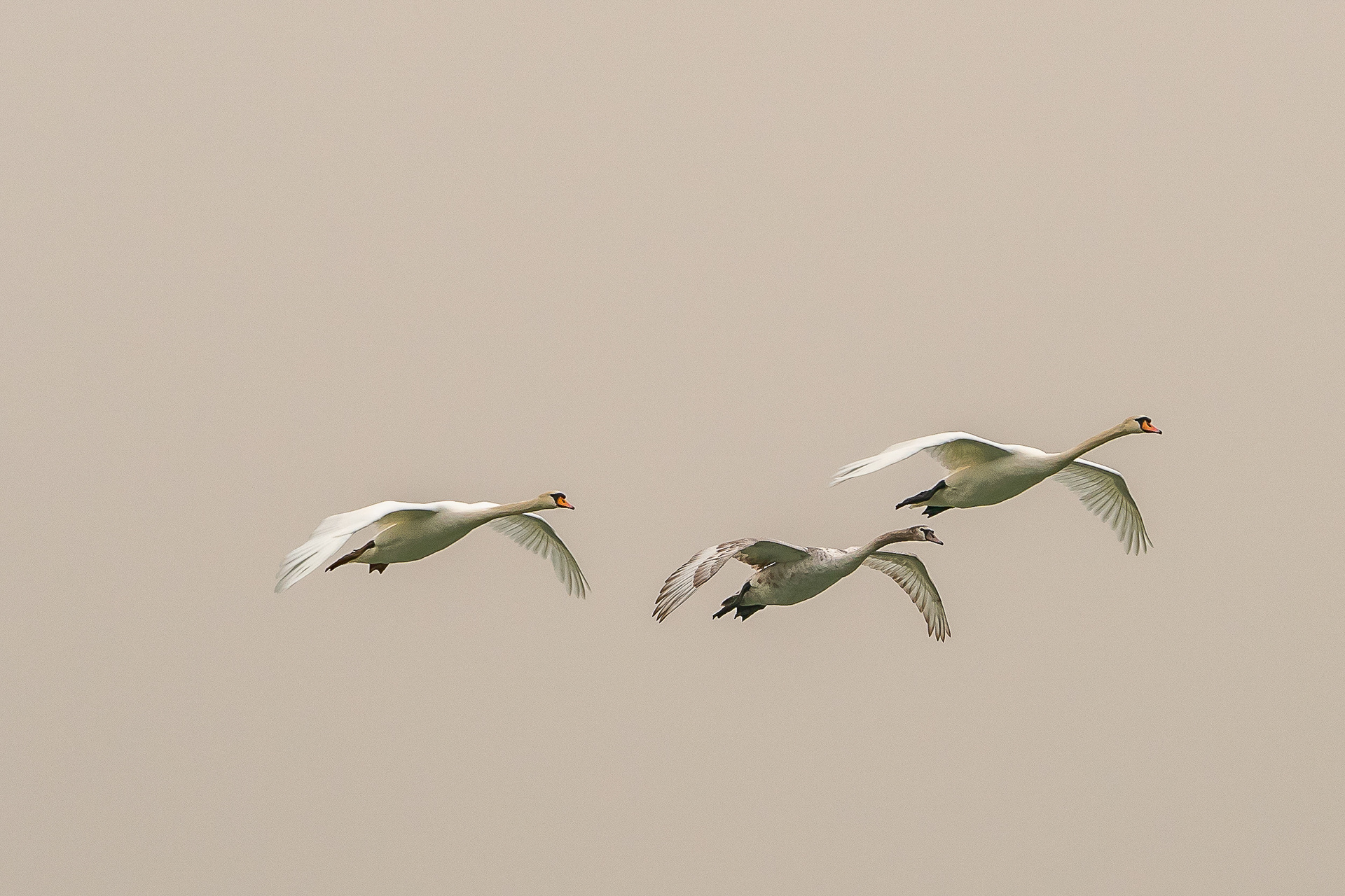 Schwäne bei Waldshut