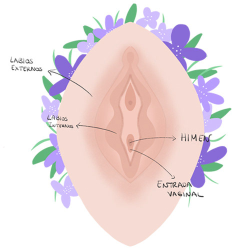 Where is the hymen located?