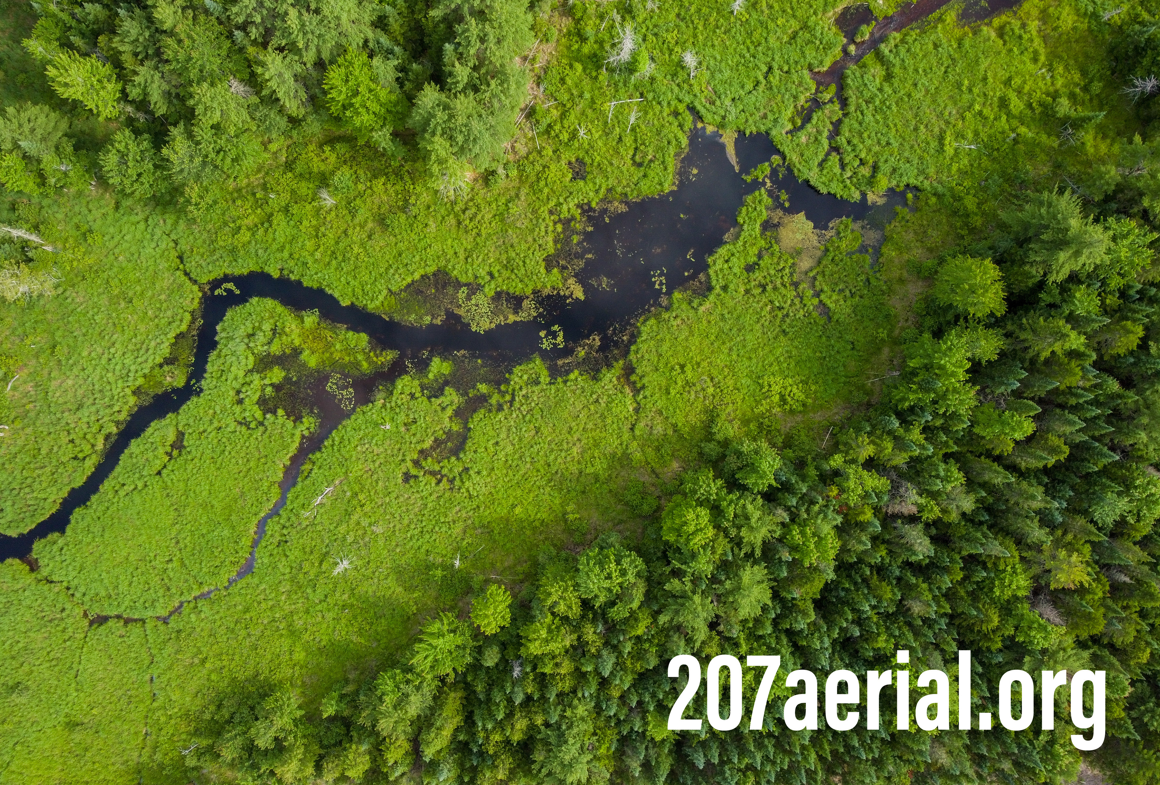 Luscious greens. Eddington, Maine. July 2023.