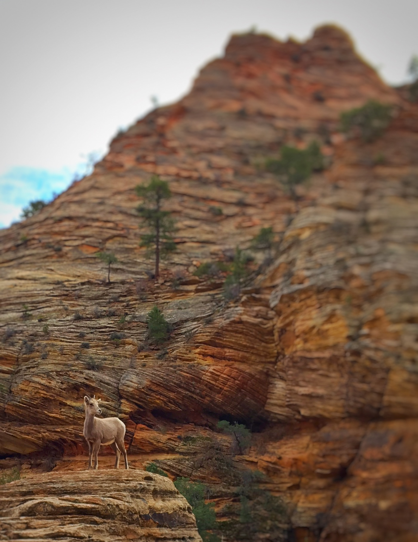 Zion National Park