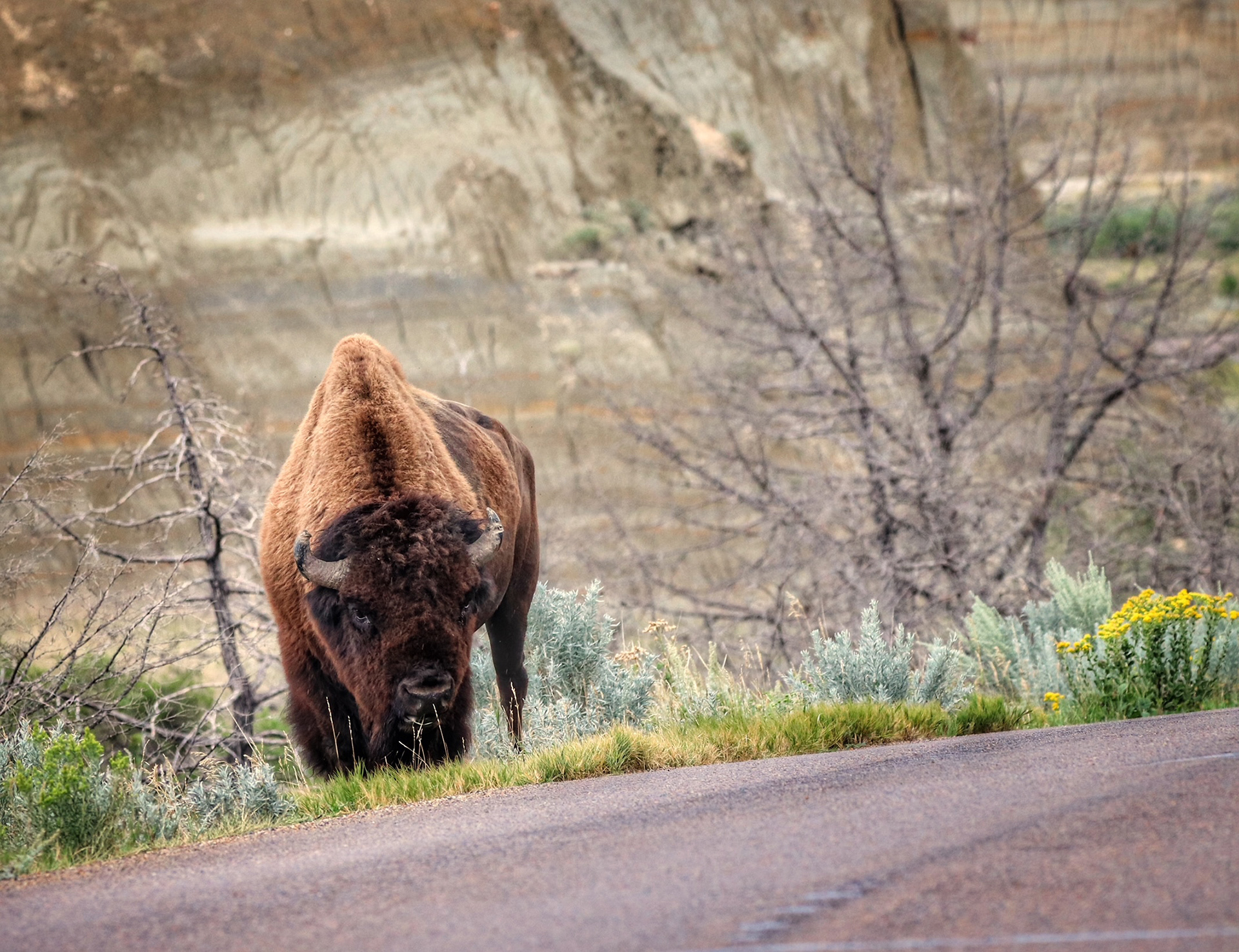 Theodore Roosevelt National Park