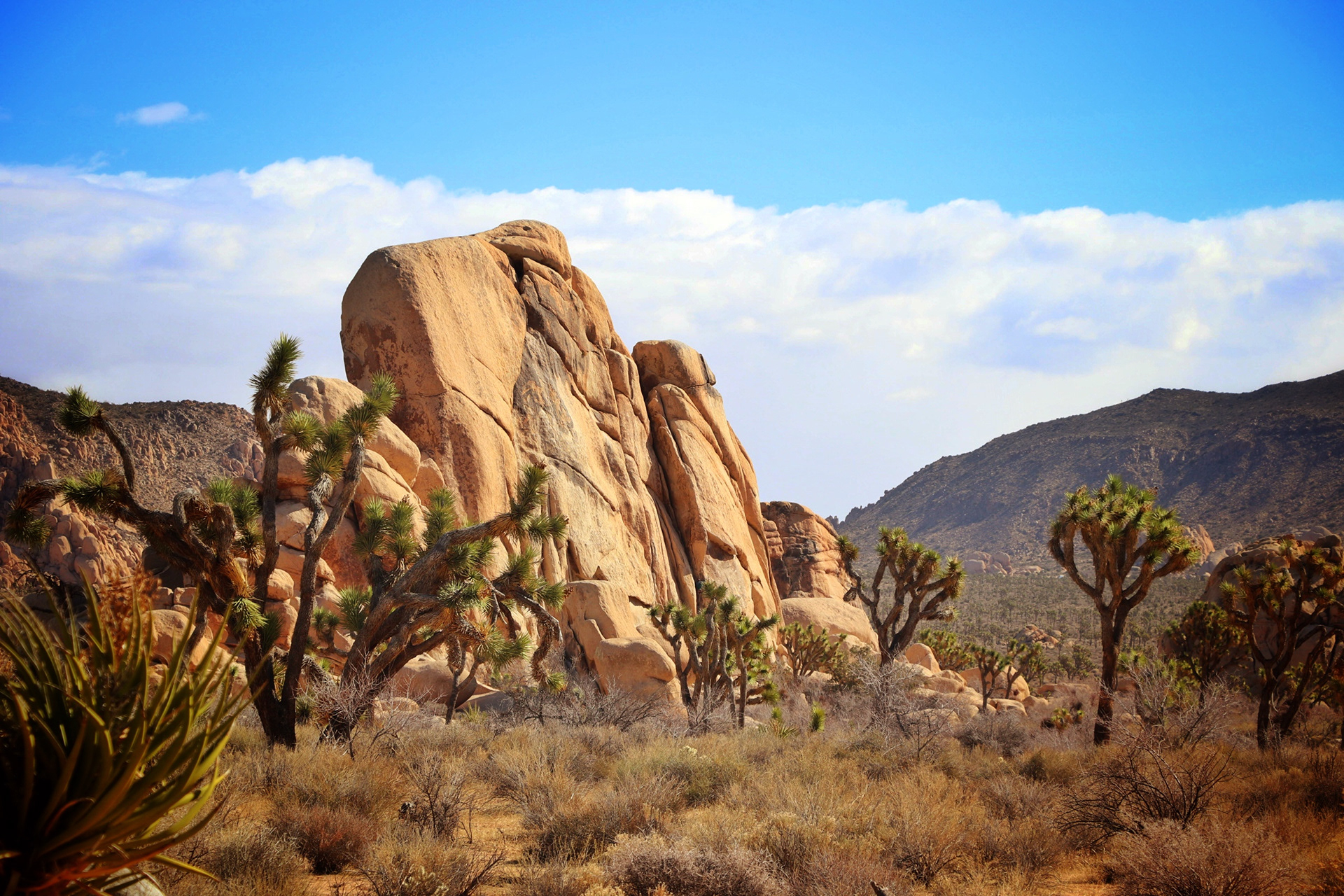 Joshua Tree National Park