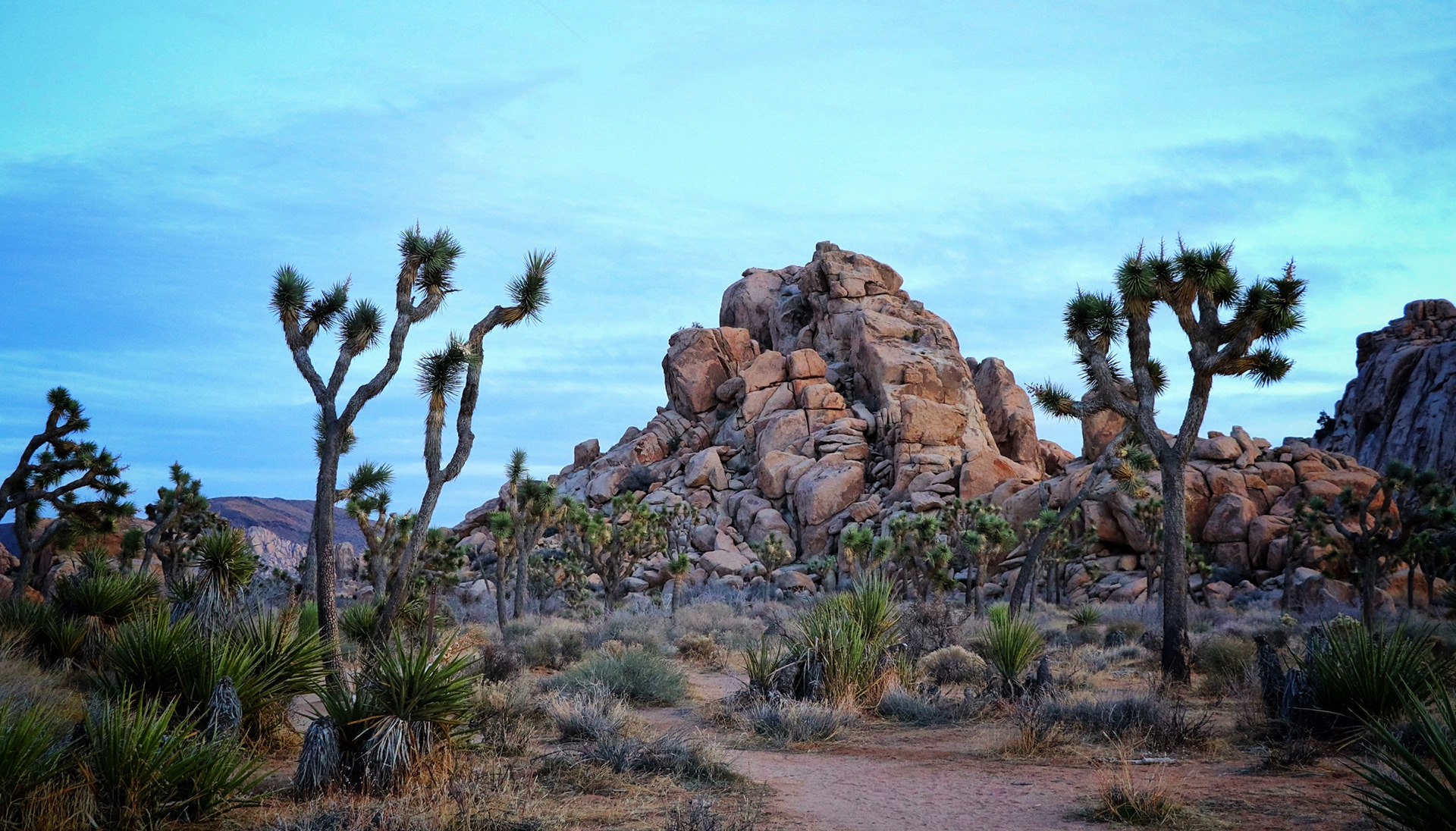 Joshua Tree National Park