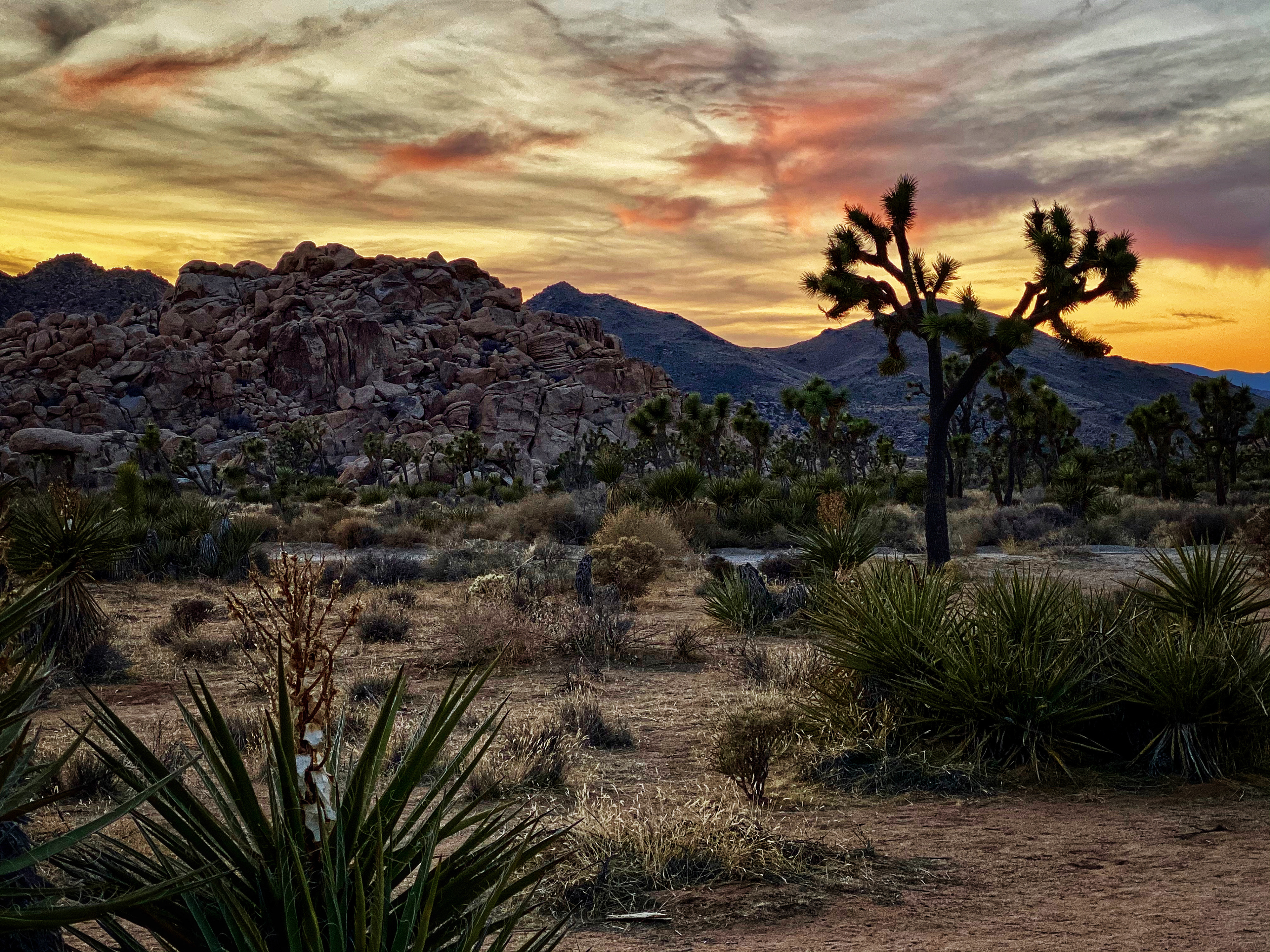 Joshua Tree National Park