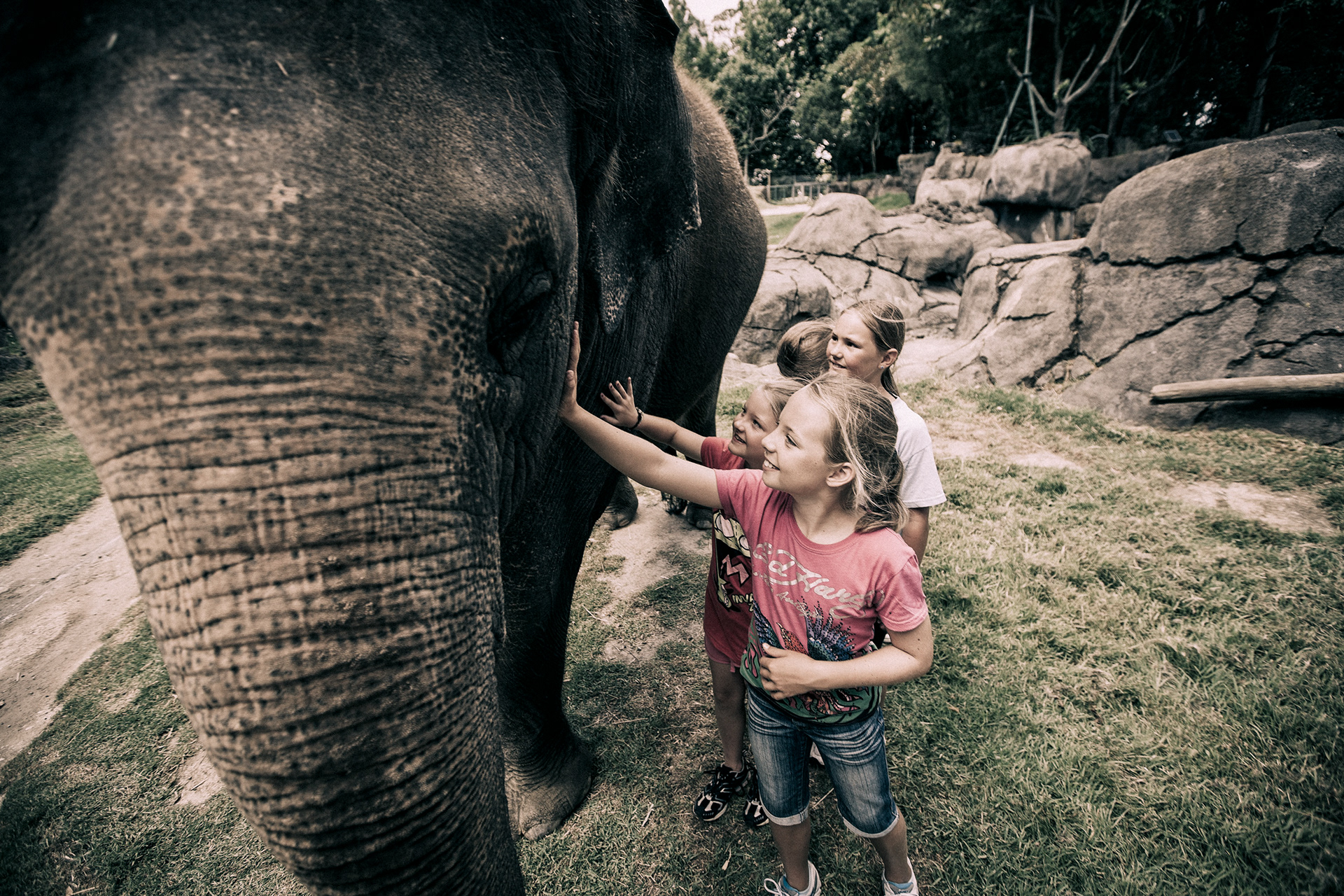 Auckland Zoo and NZCCM photography