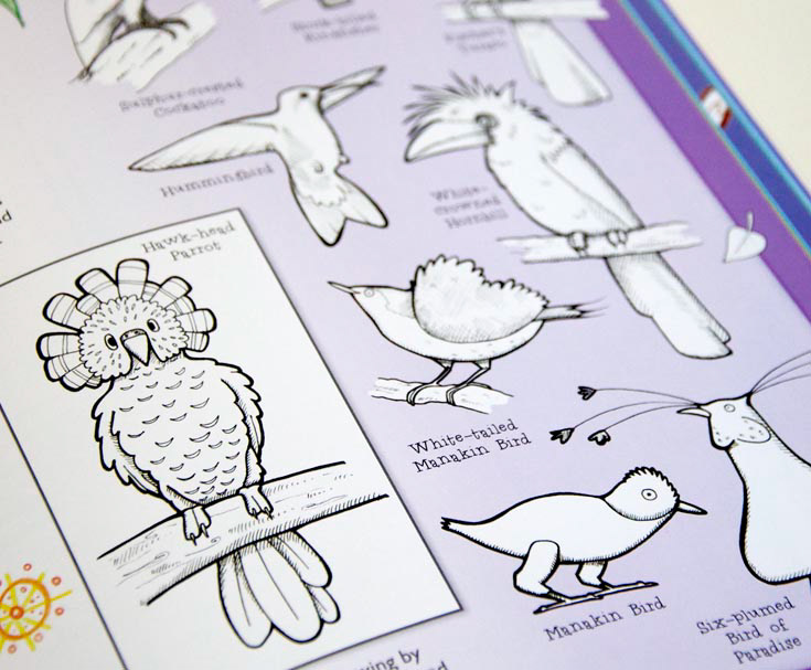 Interior page of How to draw Animals book, illustrated by Fiona Gowen. Page features parrots hummingbird and a bird of paradise