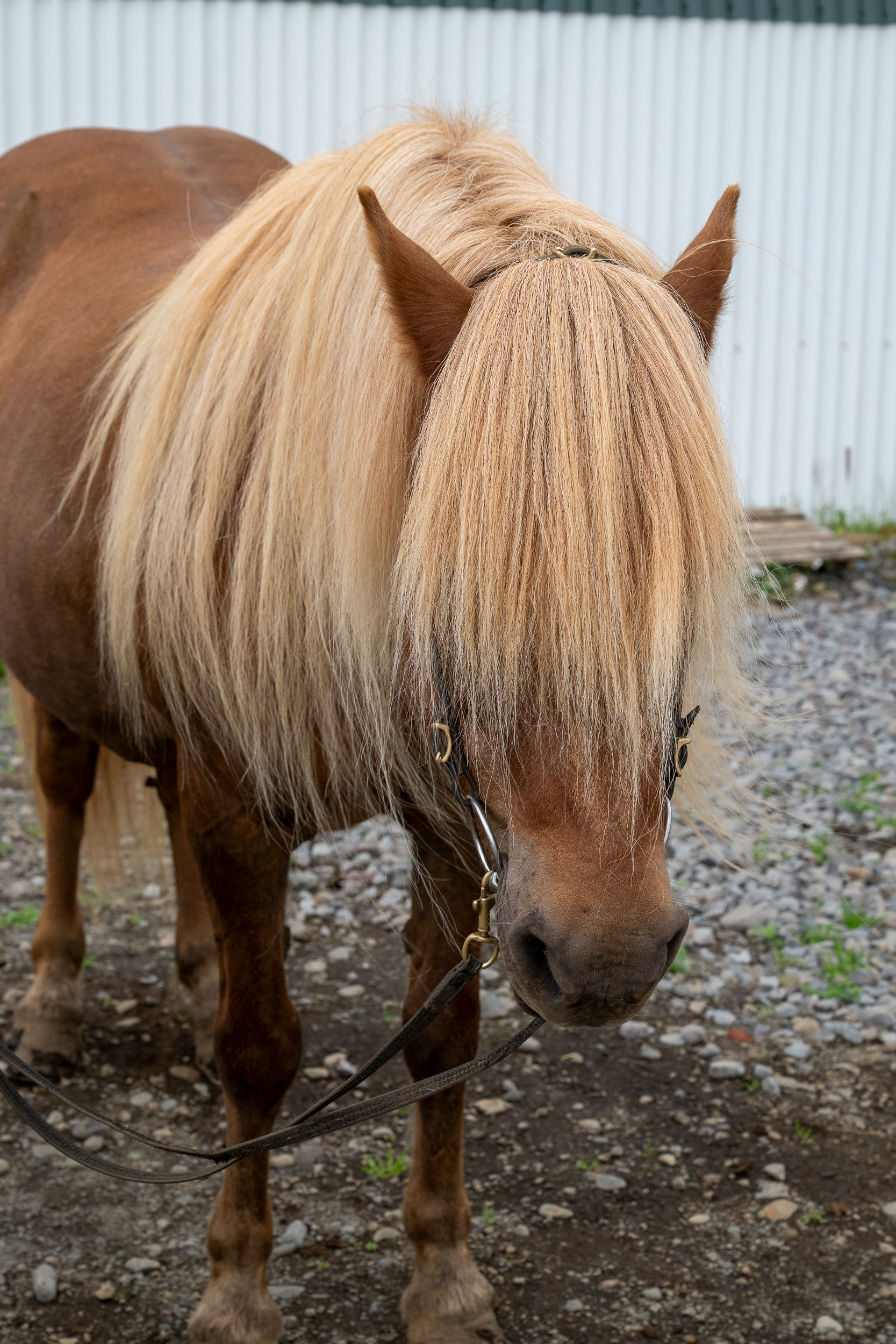Icelandic horse
