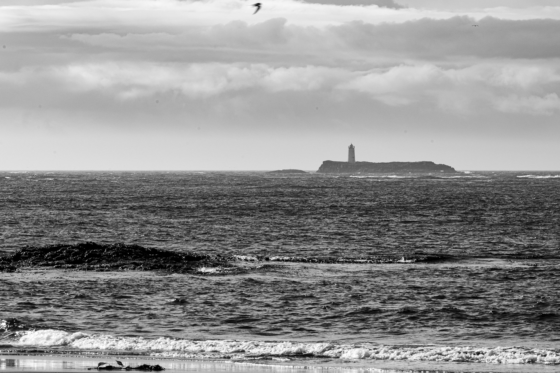 Scene at Djupivogur black sand beach
