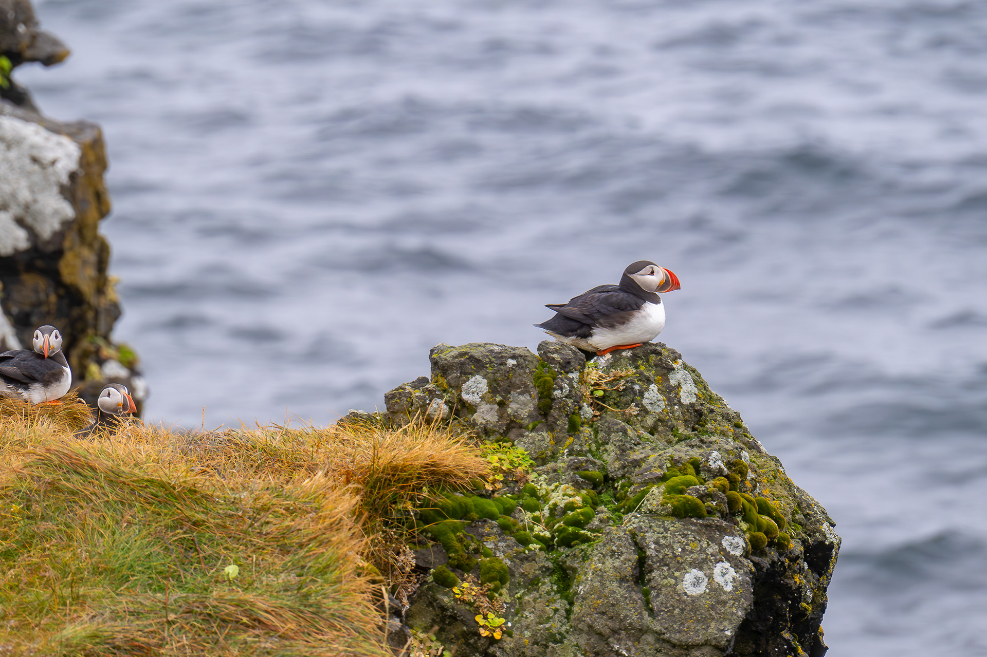 Puffin heaven on Grimsey Island