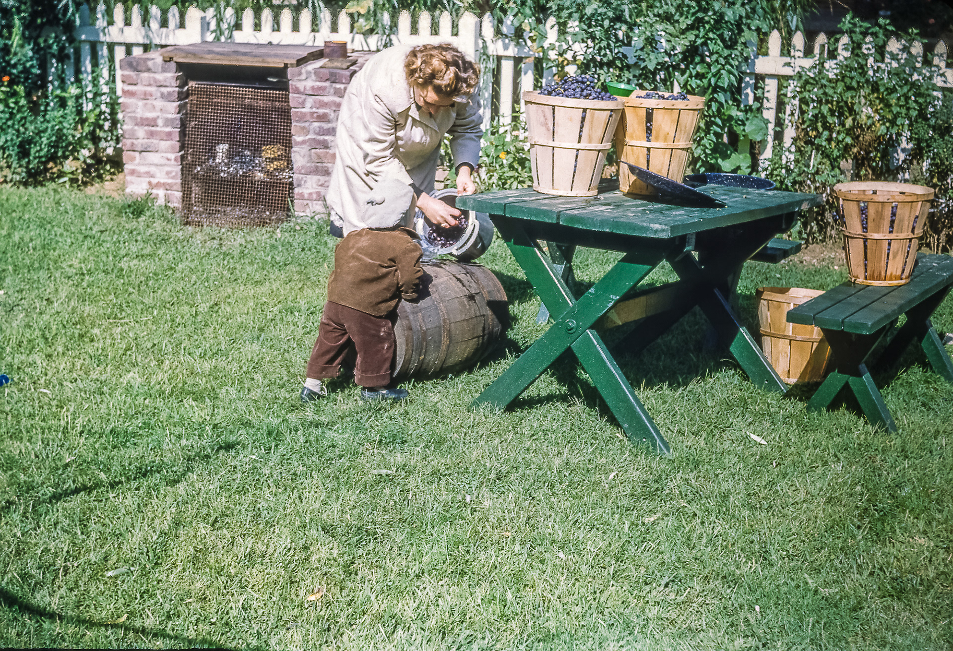 Winemaking in Westgate 1950
