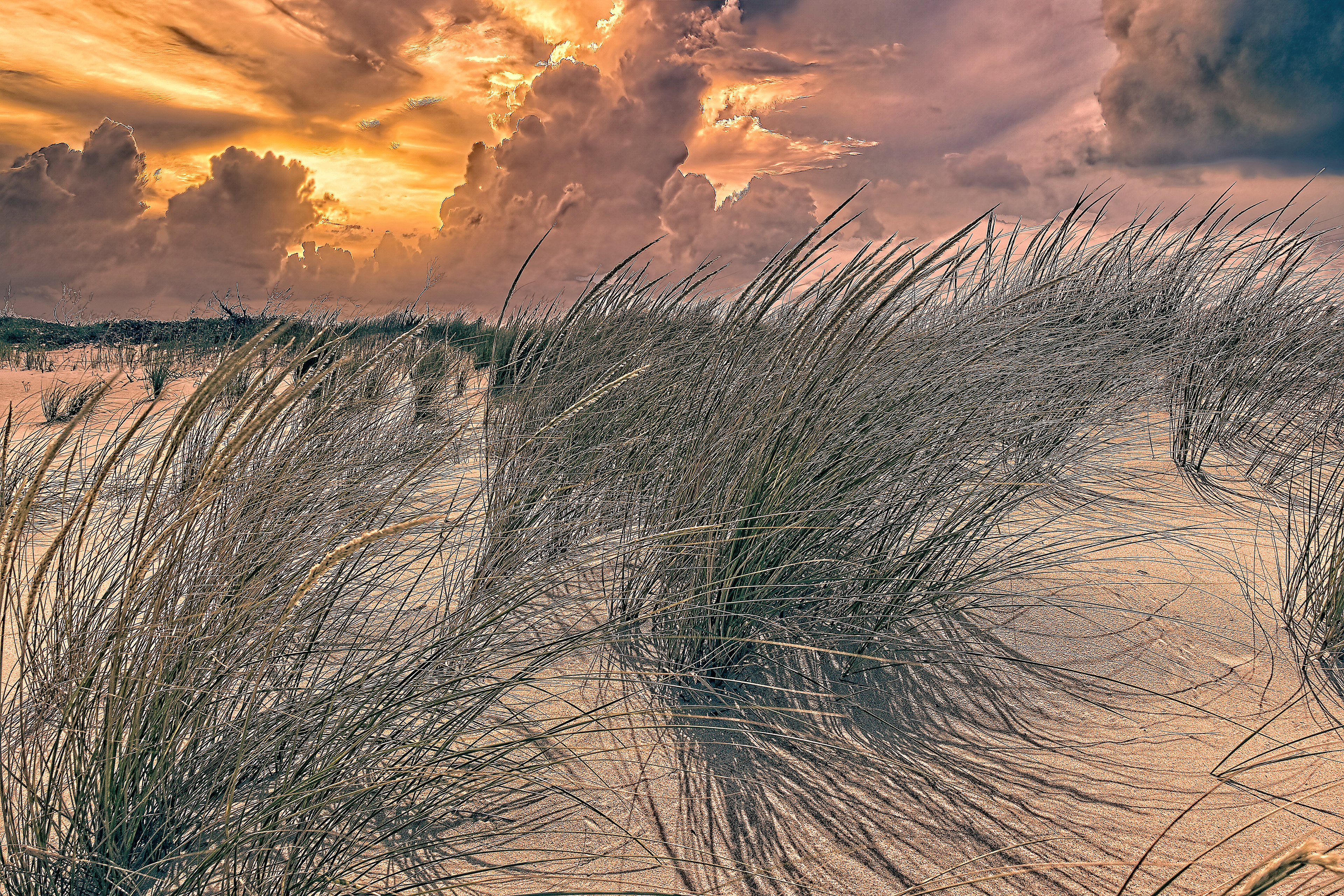 Assateague Island Beach Dunes