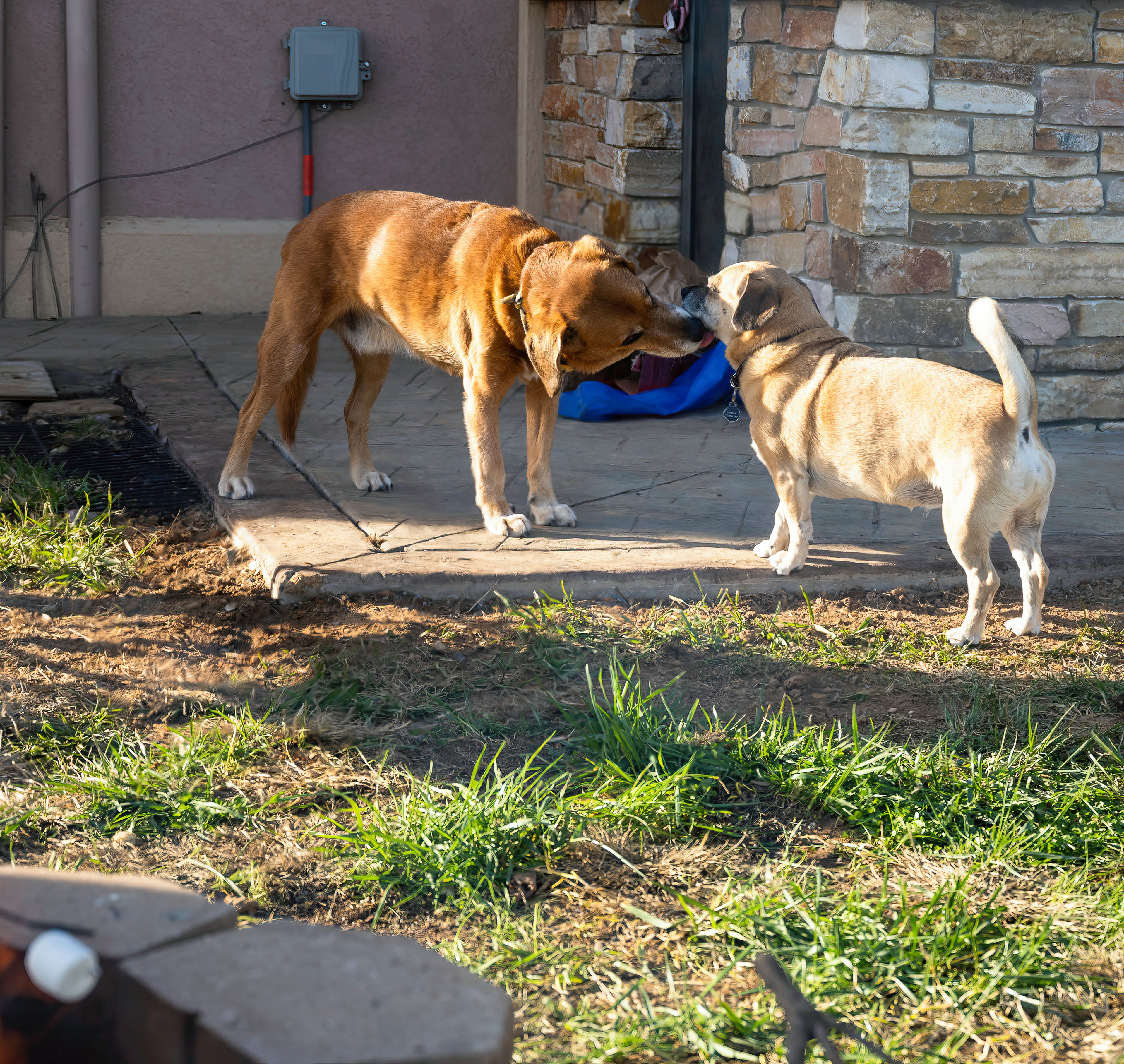 Roscoe & Fiona (Siska's dogs)