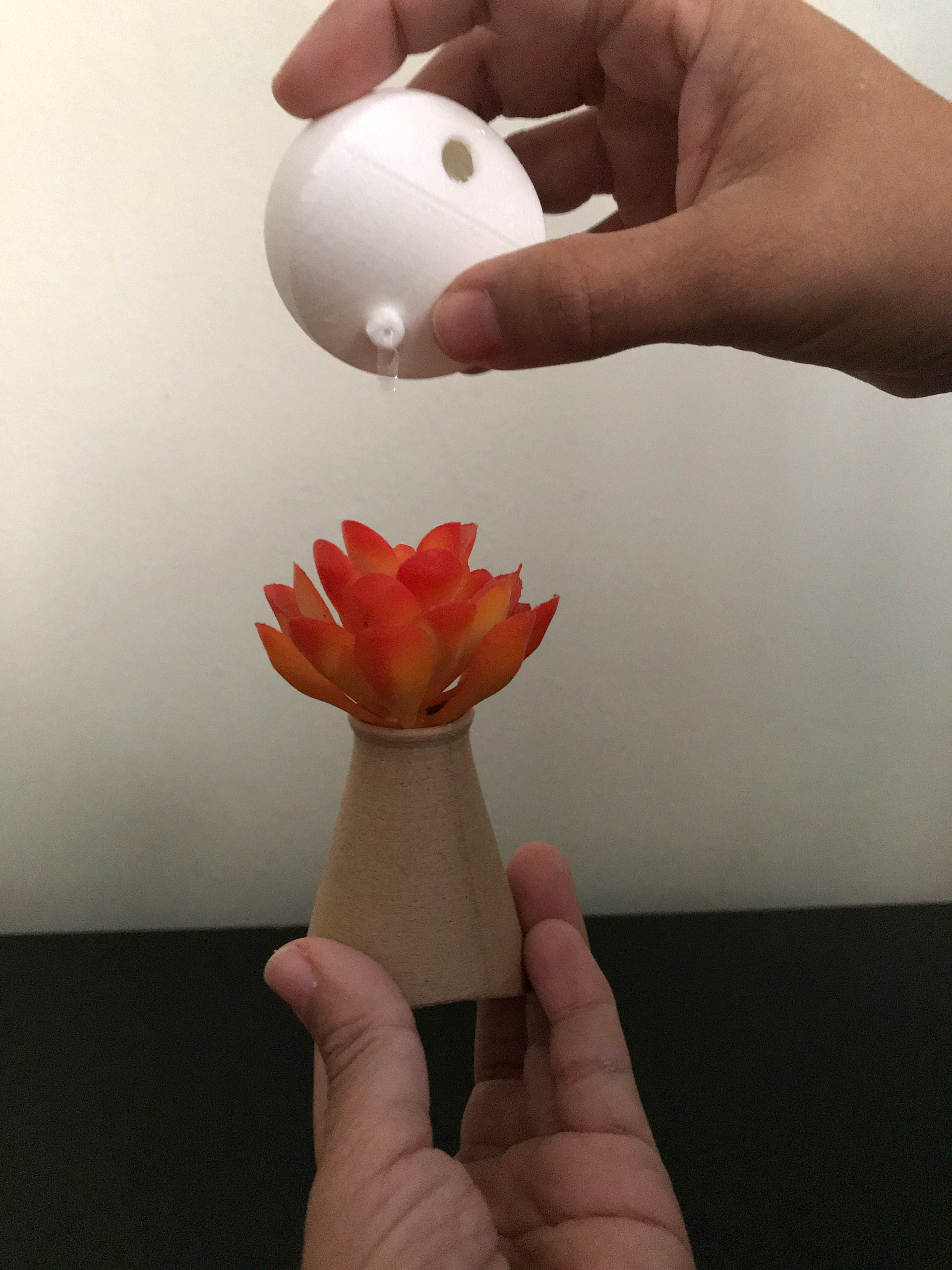 Watering Succulent Plant from Base reservoir