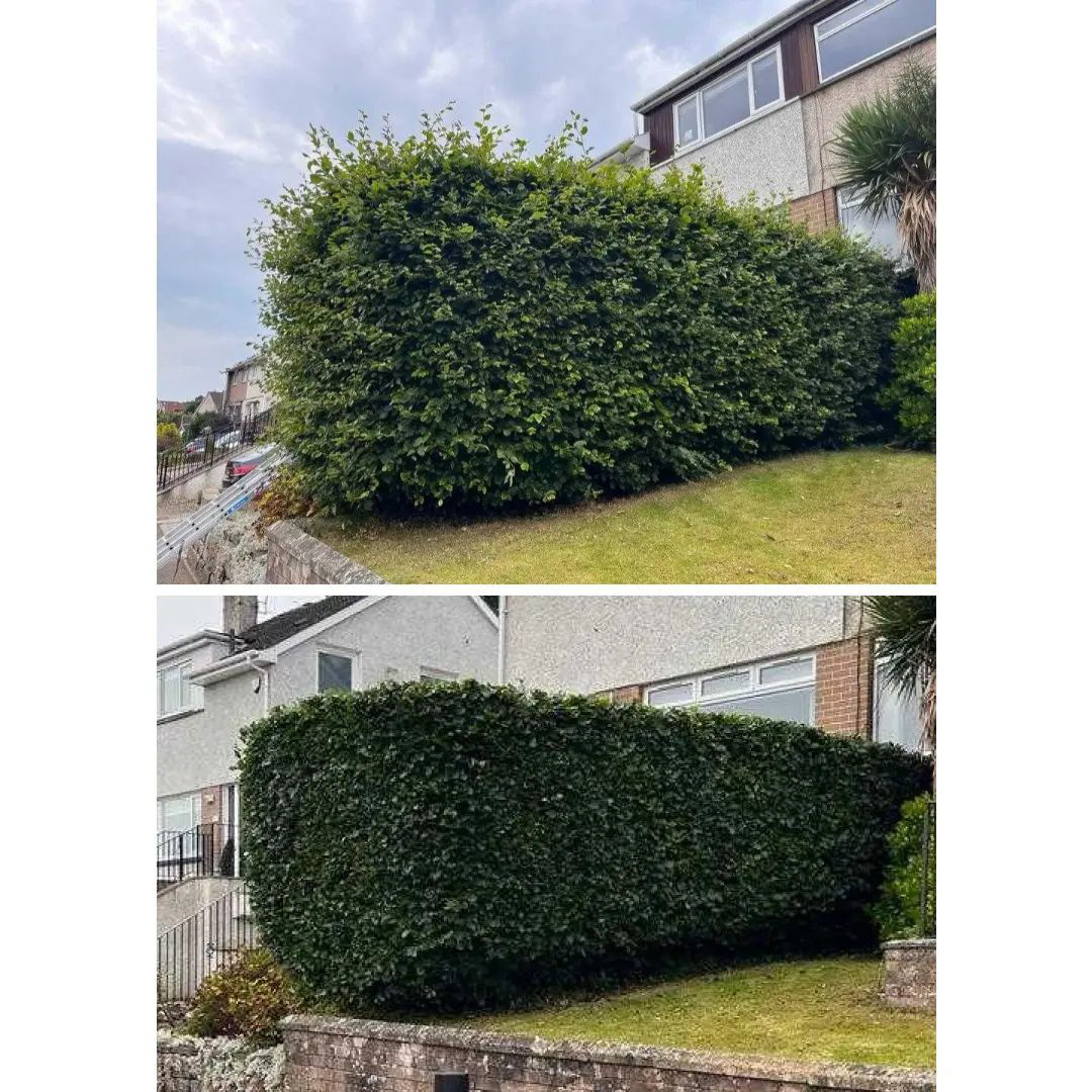 Evergreen Hedge Trimming