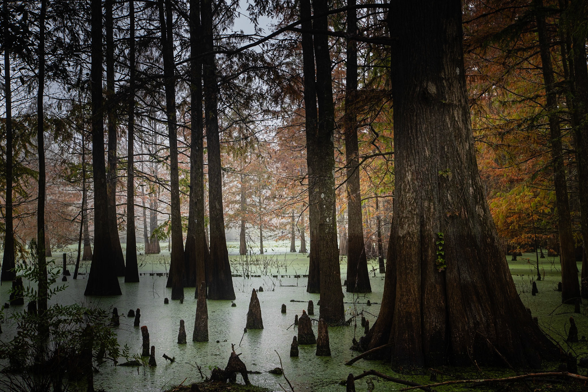 Trees, swamp, fog