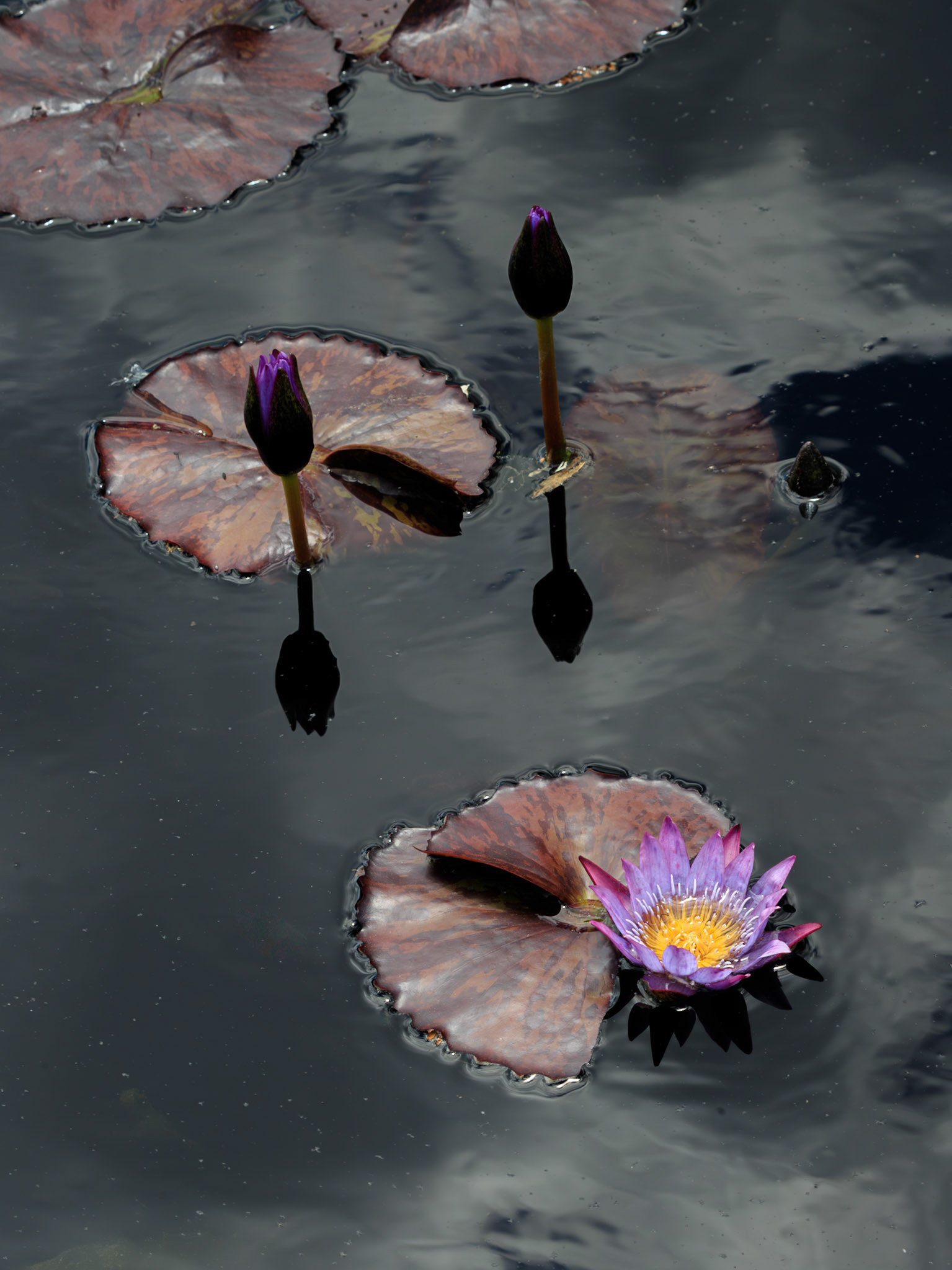 Grayish metallic colored water with purple lilly pads