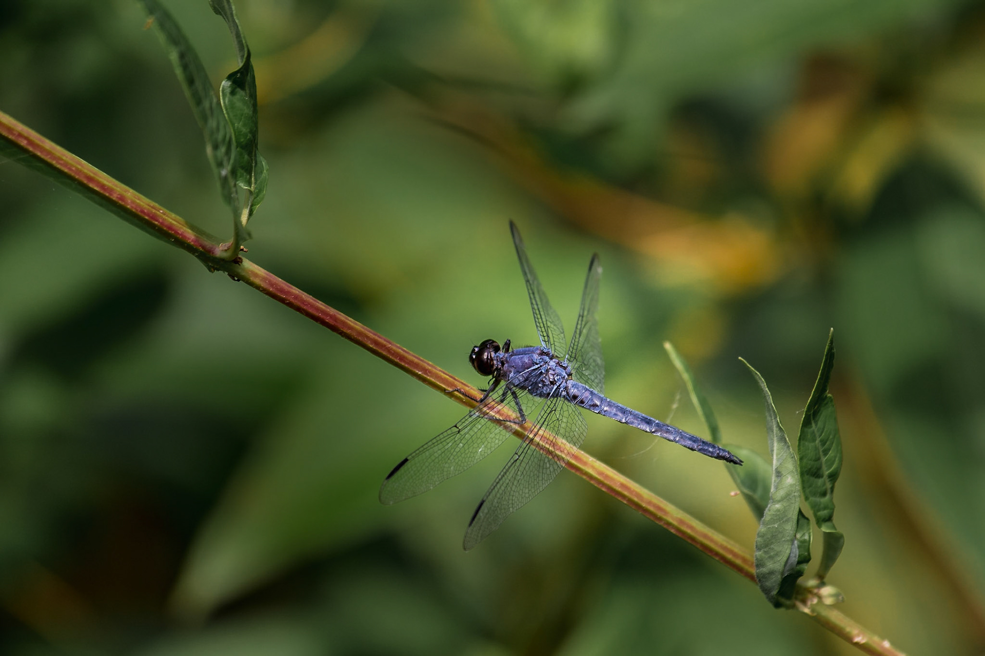 Blue dragonfly on reed in Beaver Lake Nature Center