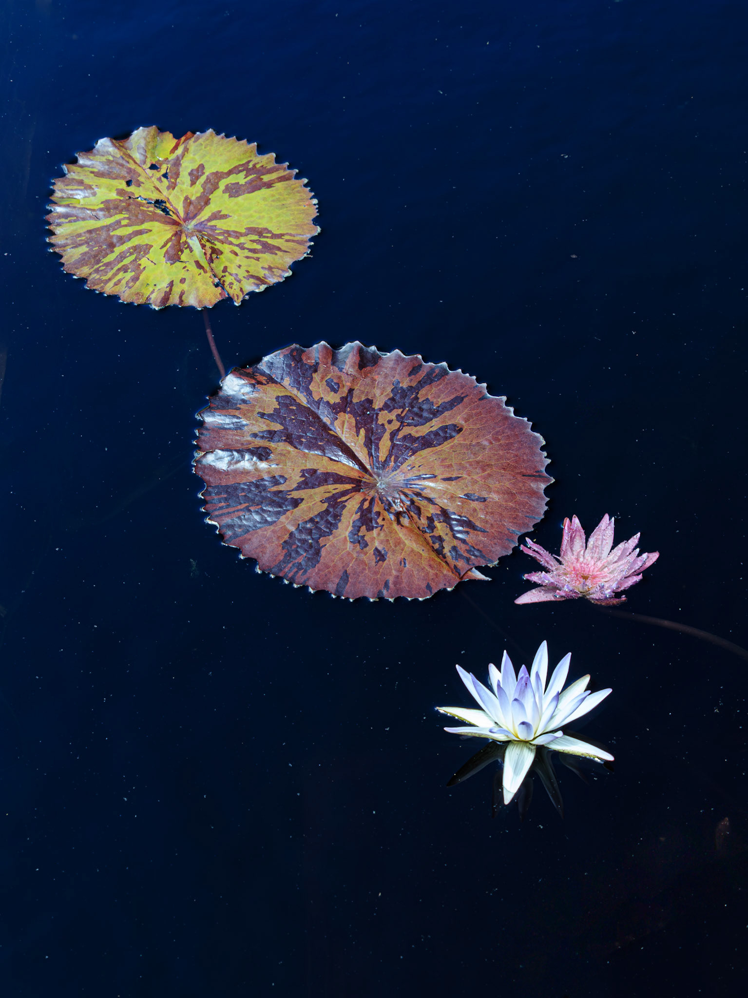 two lilly pads one green, one, with a pink flower, and white blue flower floating on a deep blue water