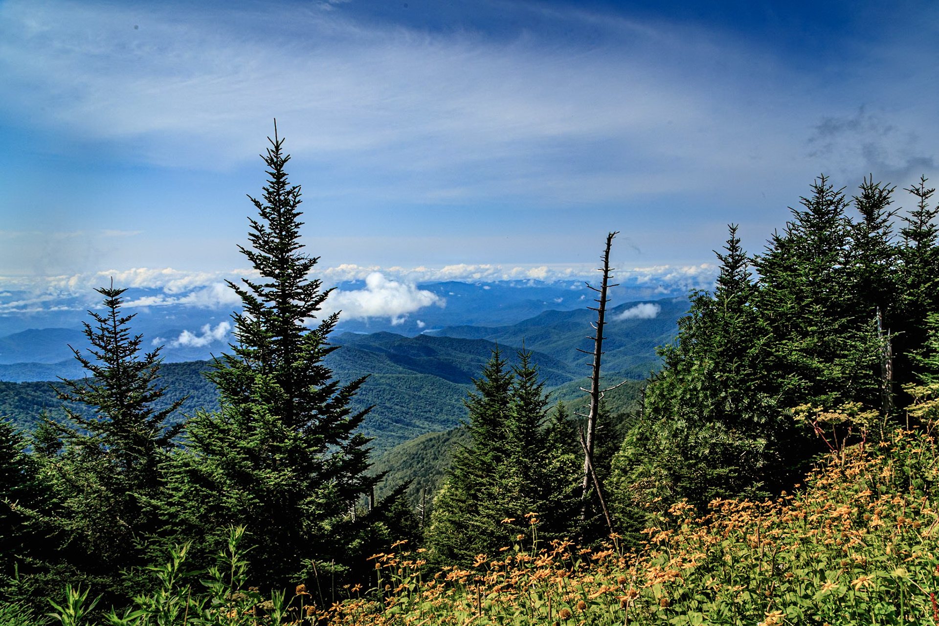 looking back over some yellow flowers on the trail to Clingmans Dome