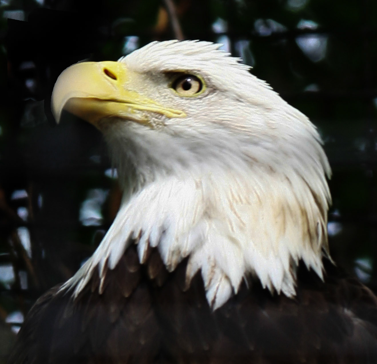 Bald Eagle