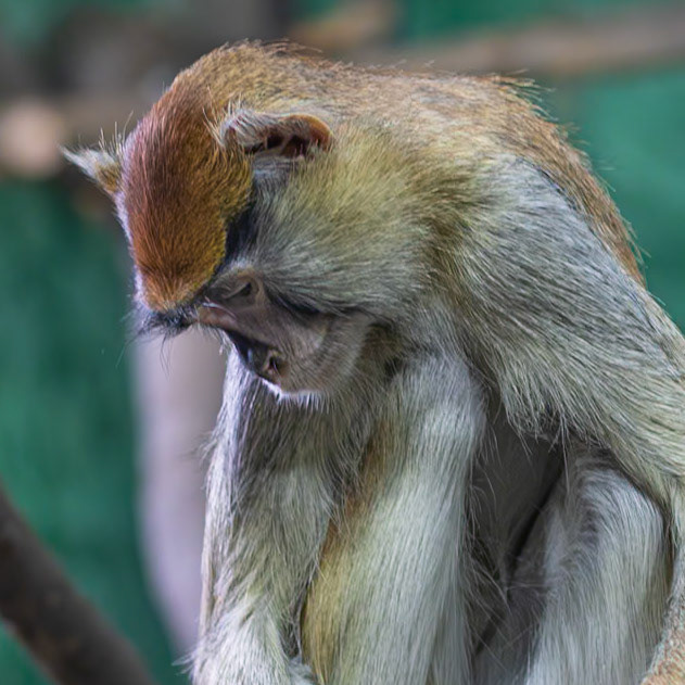 Patas monkey deep in concentration