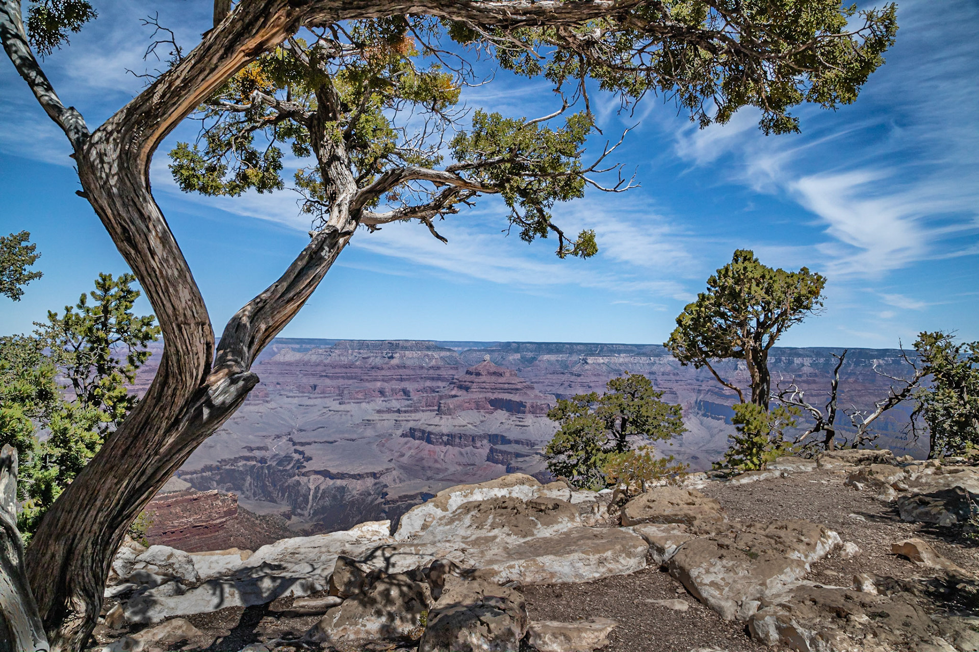 Canyon Trees