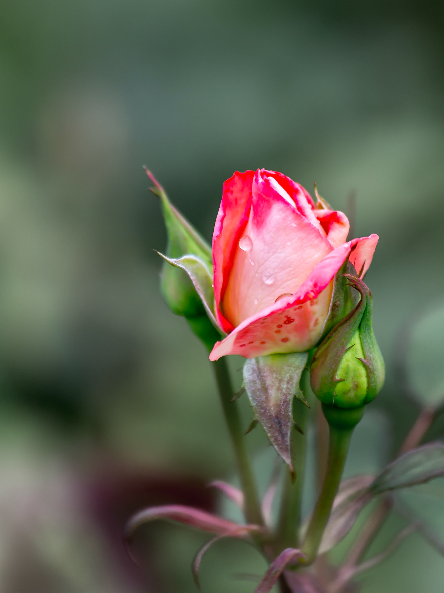 Rose Bud