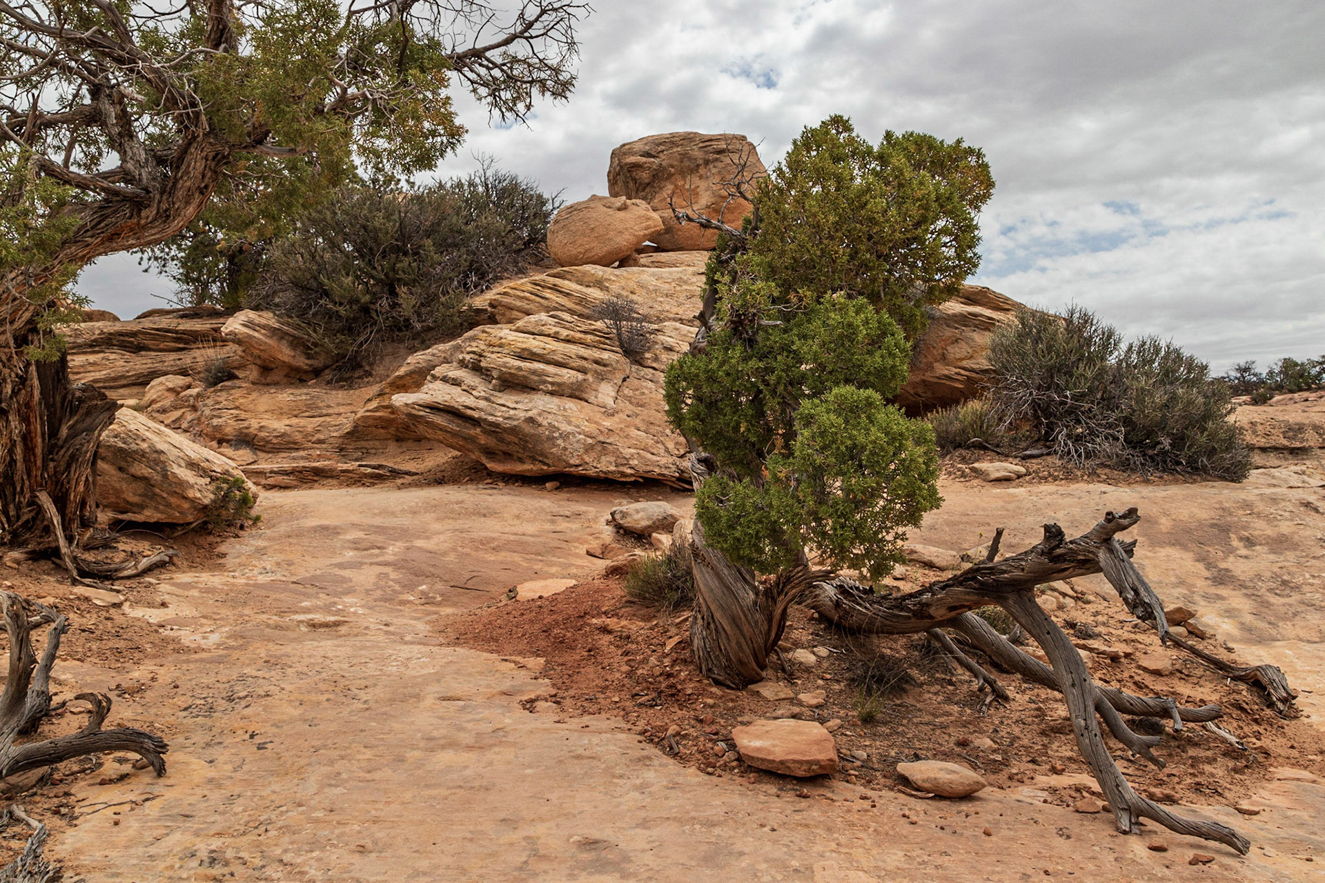 Twisted Juniper