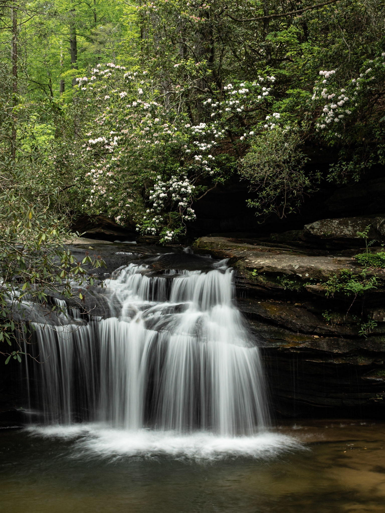 A gentle escarpment of the creek with Mountain Laurel above.