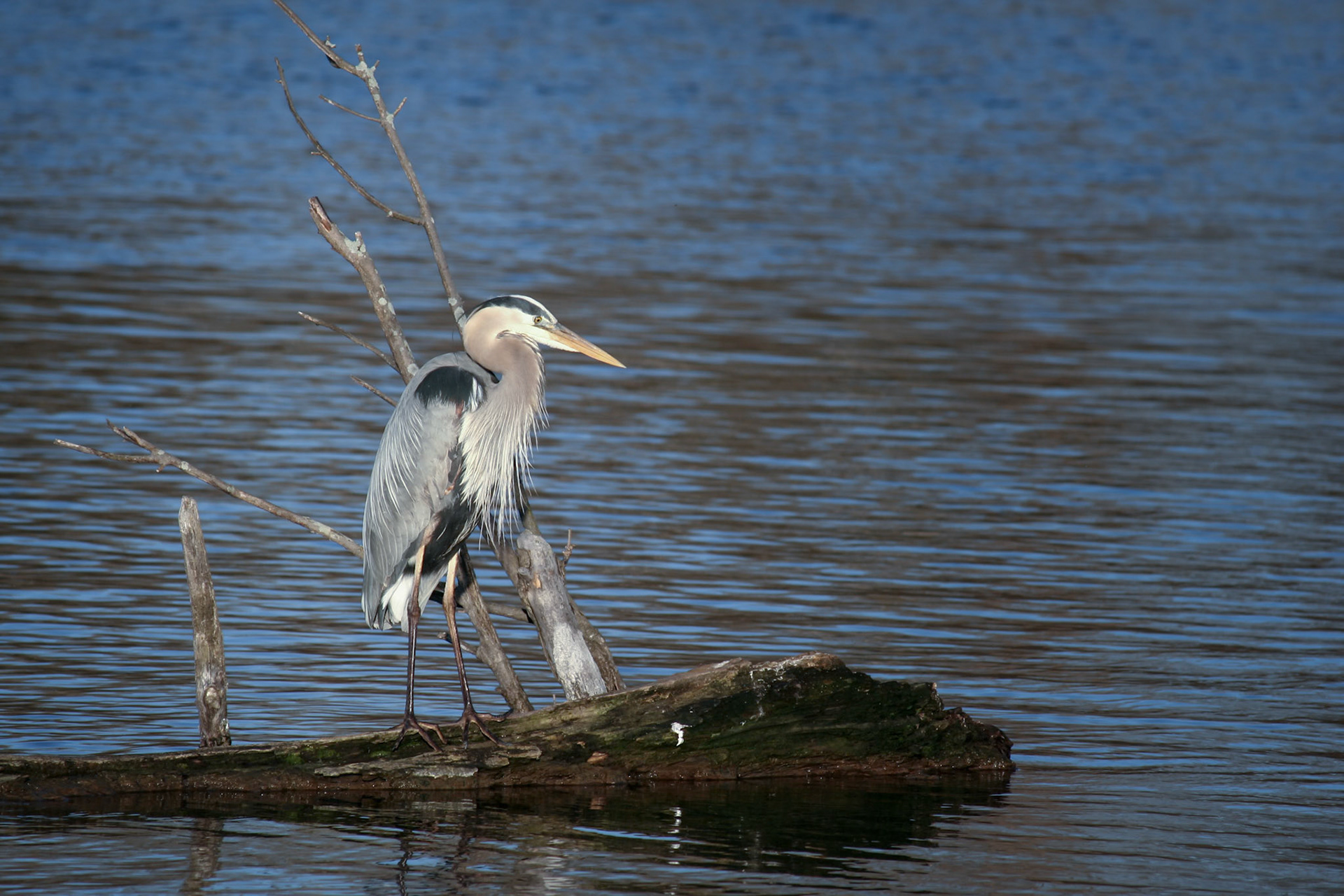 Great Blue Heron on log