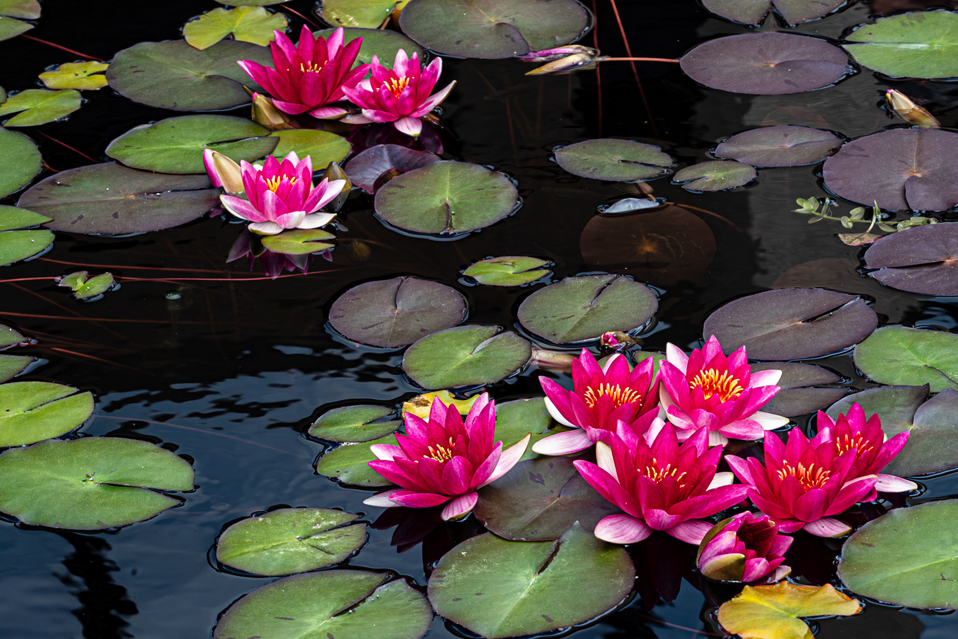 Groups of red lillies surrounded by gree and purplish pads