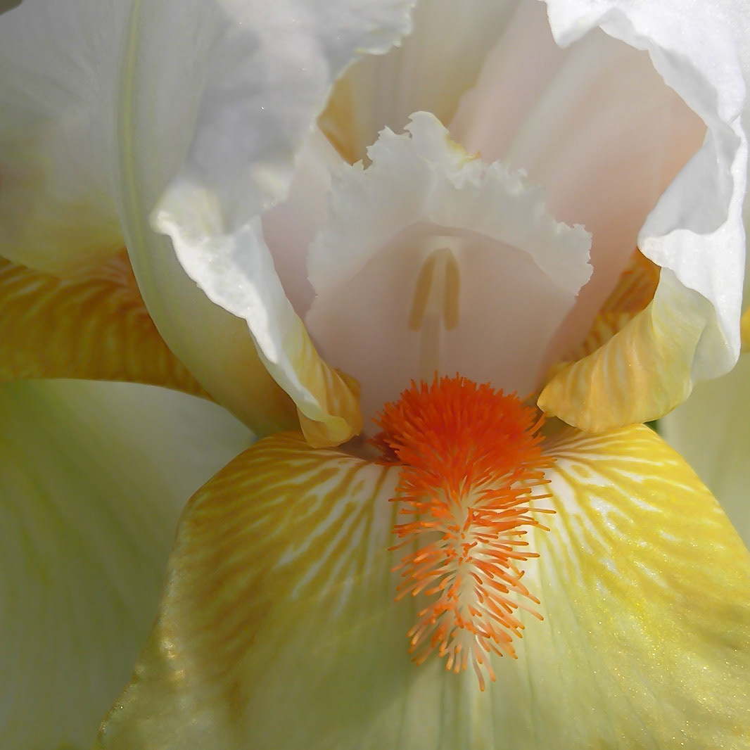 Yellow White Iris