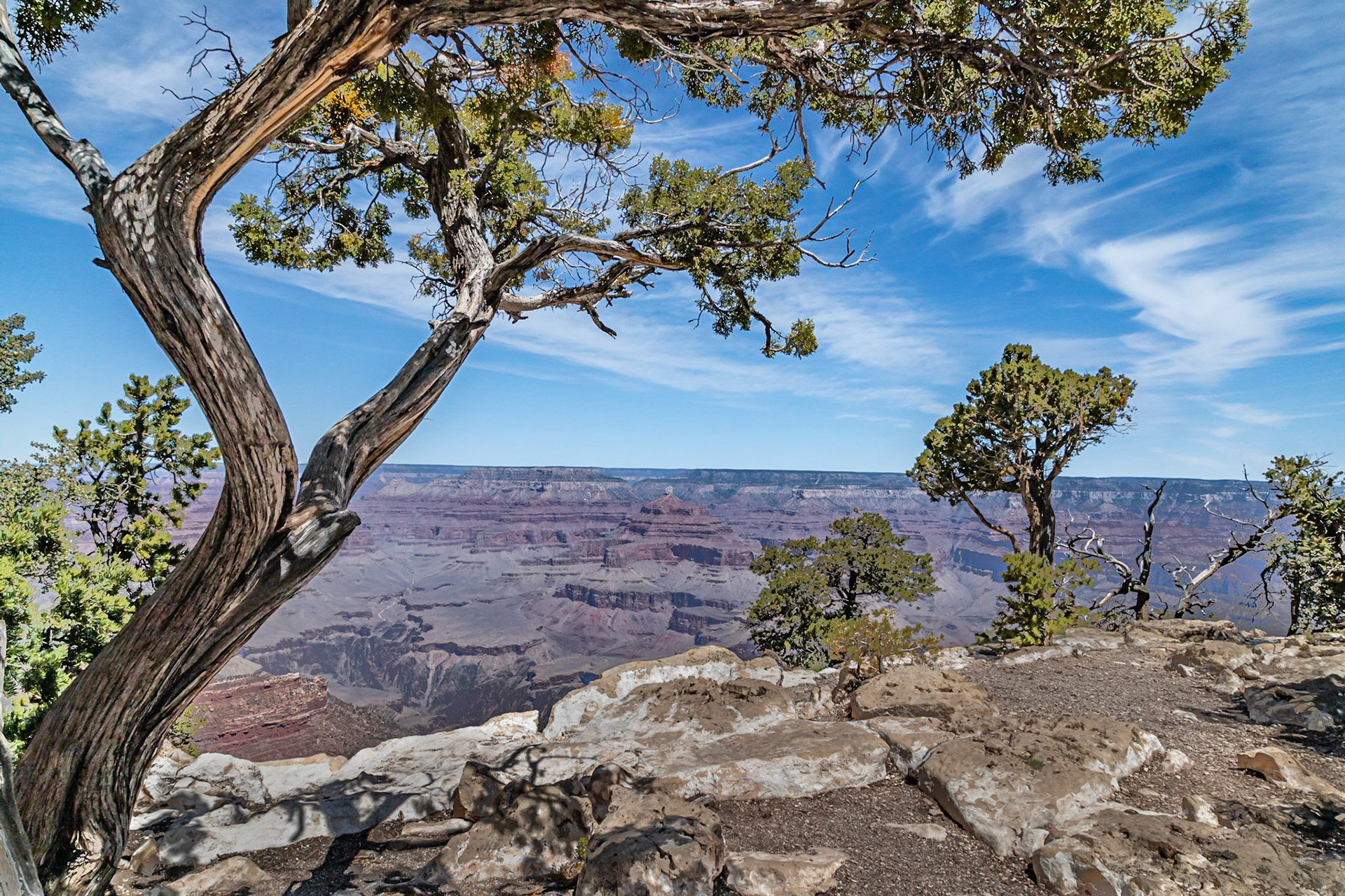Canyon Trees