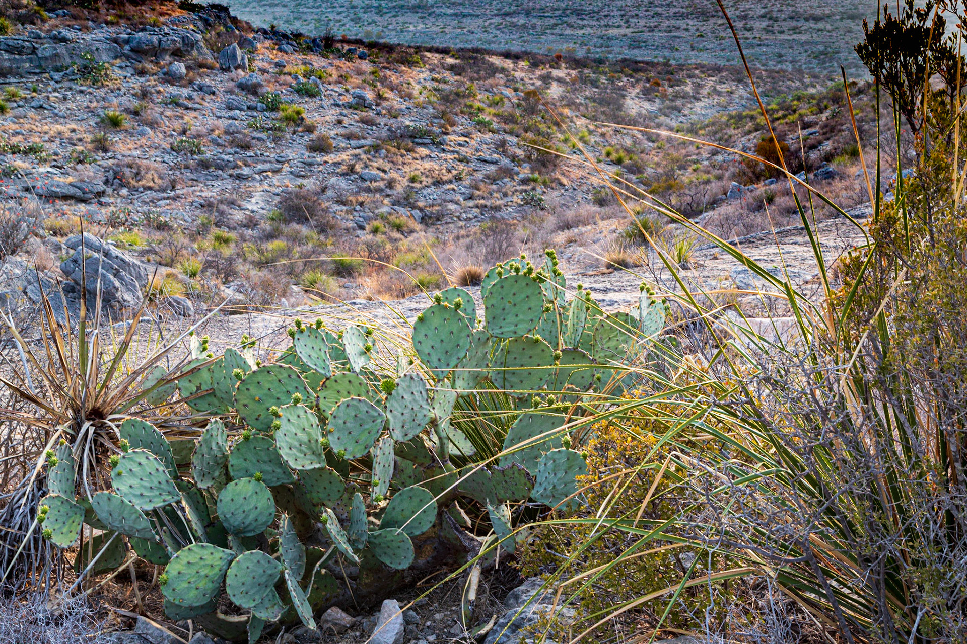 Prickly Pear