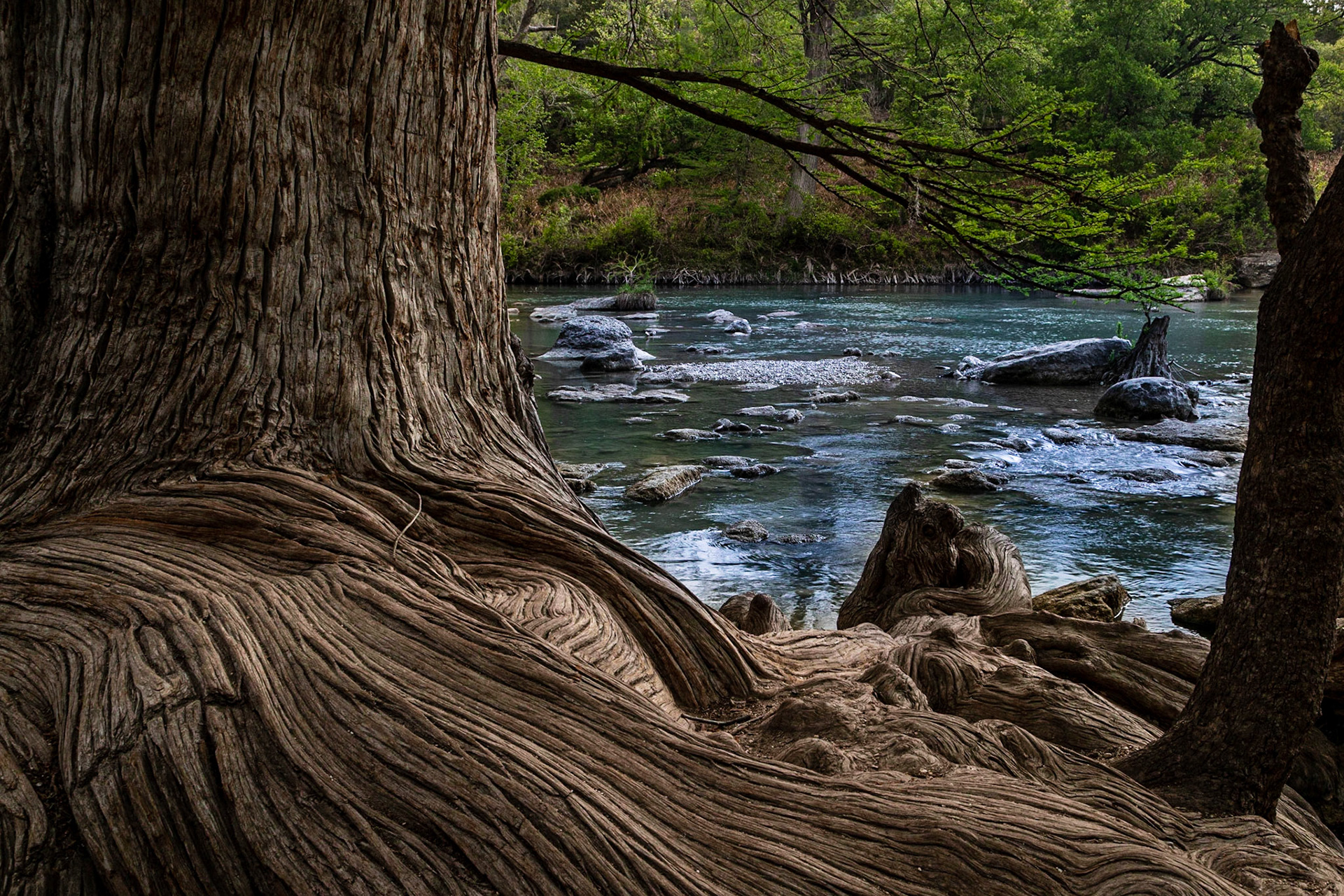 Roots