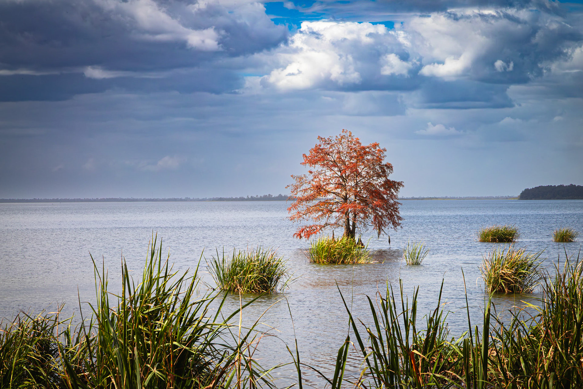 A red leafed tree out in Lake Seminole