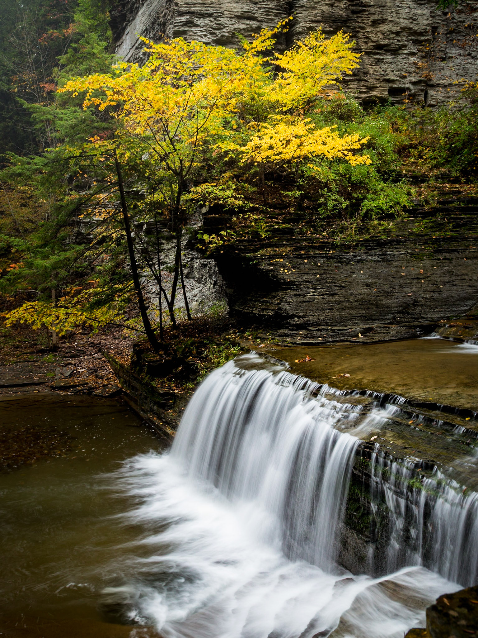 This bold yellow tree at Buttermilk Falls State Park  over a step cascade waterfall