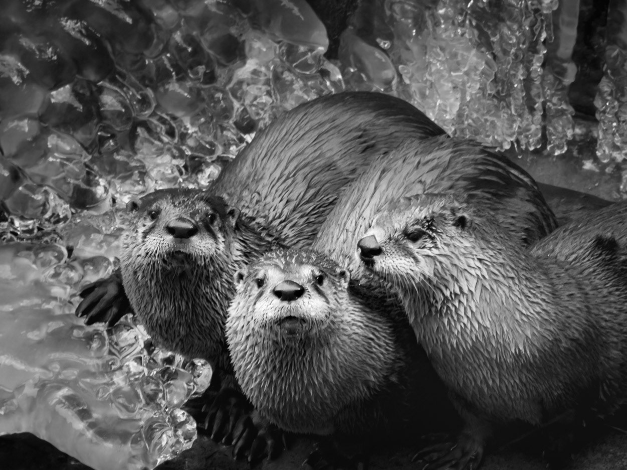 Playfull river otters looking for lunch