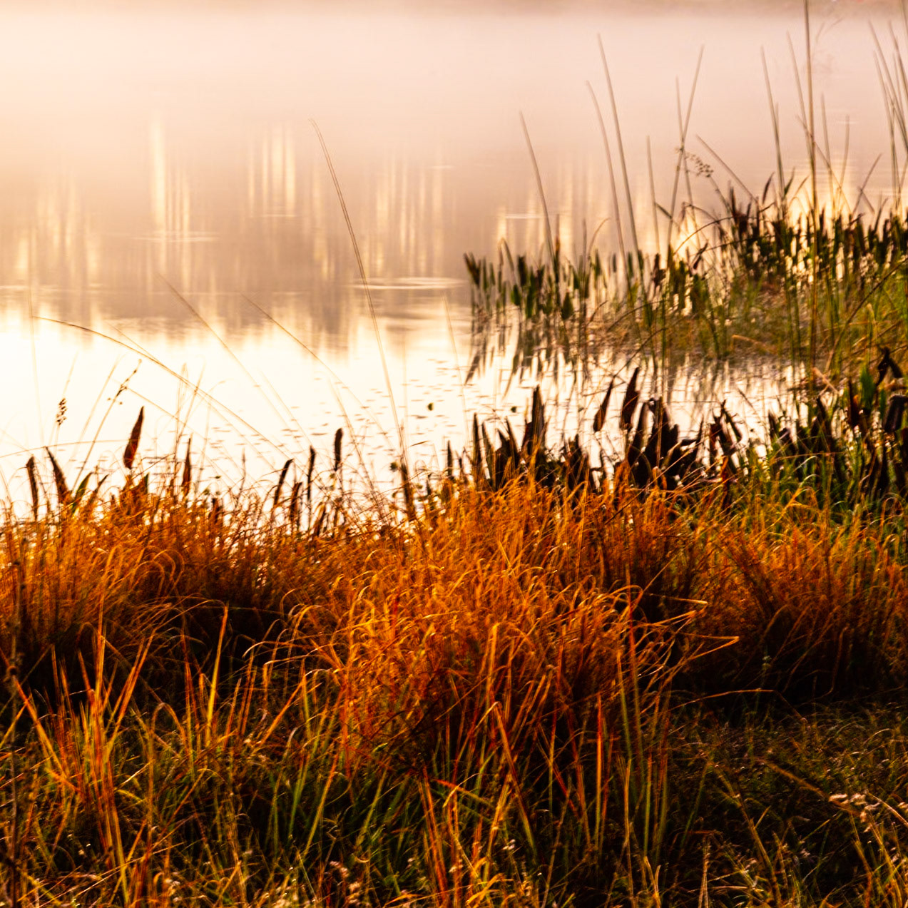 Grass and Fog