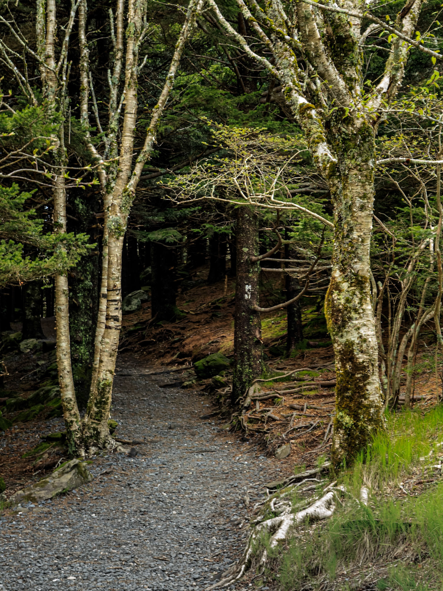 Carvers Gap Trail