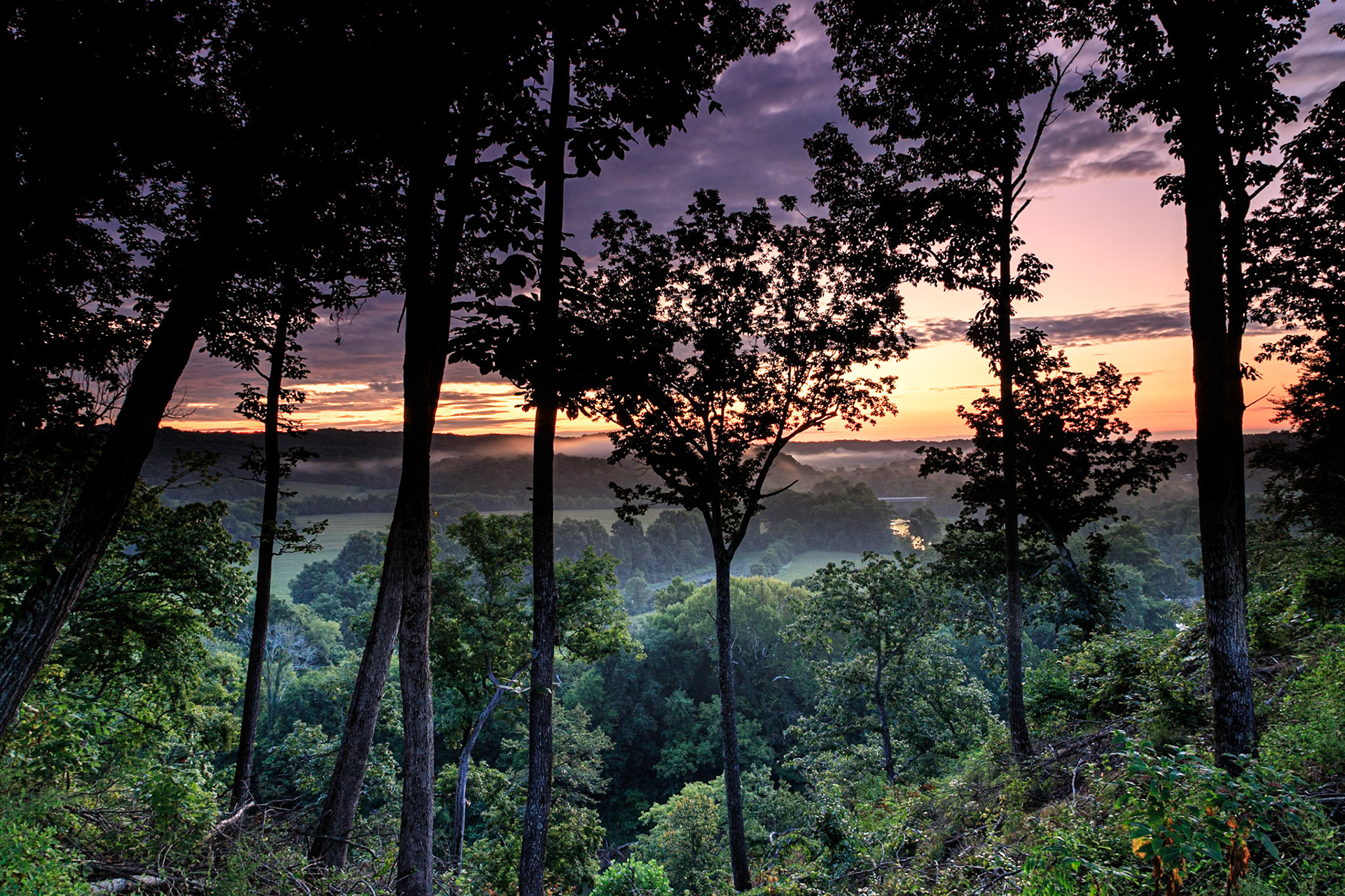 Sunrise looking out over green treetops as fog starts to form
