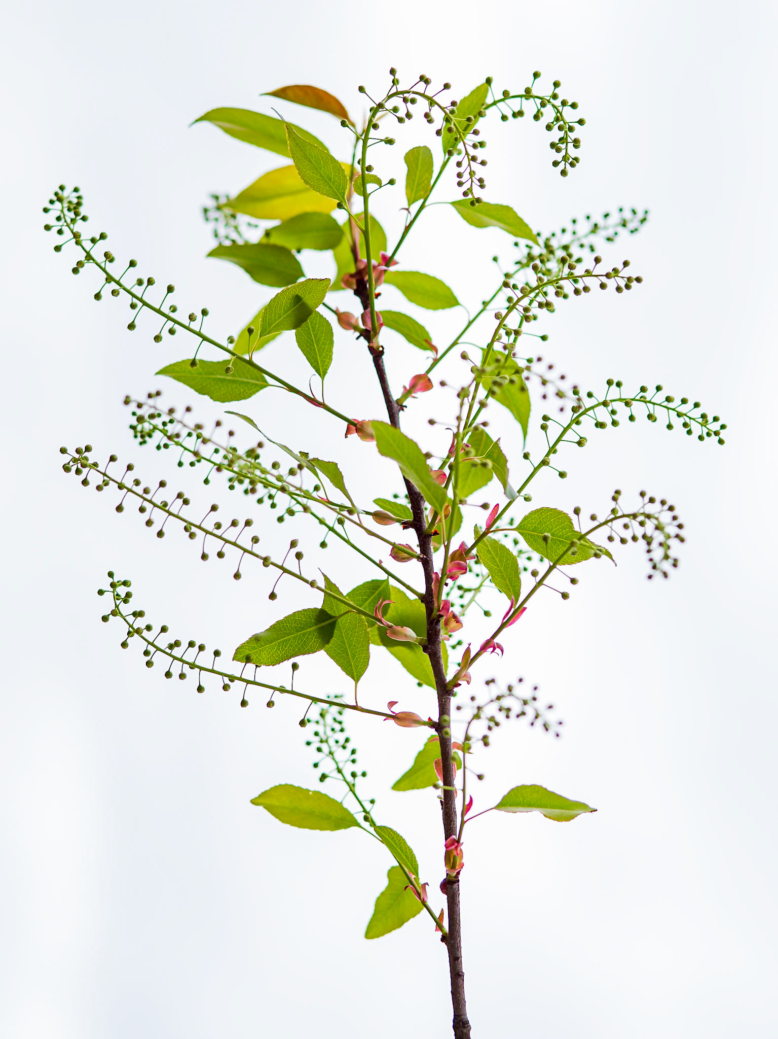 Early buds of tree limb with the soft white sky in the background